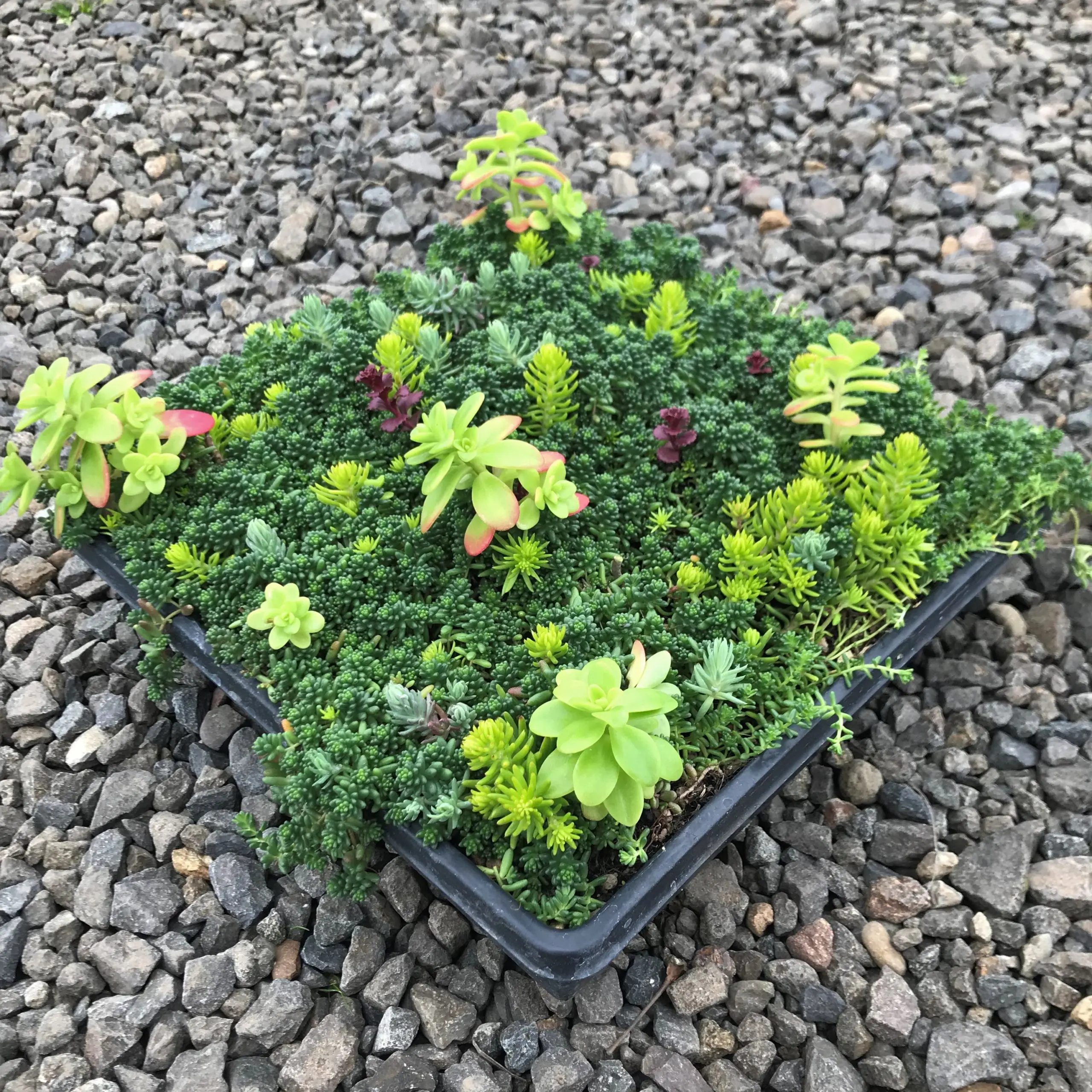 Mixed Sedum Ground Cover