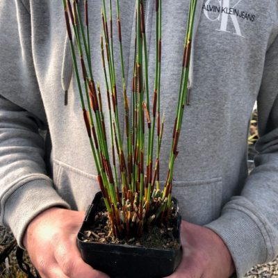 Chondropetalum tectorum - Cape Rush (4.5" Pot)