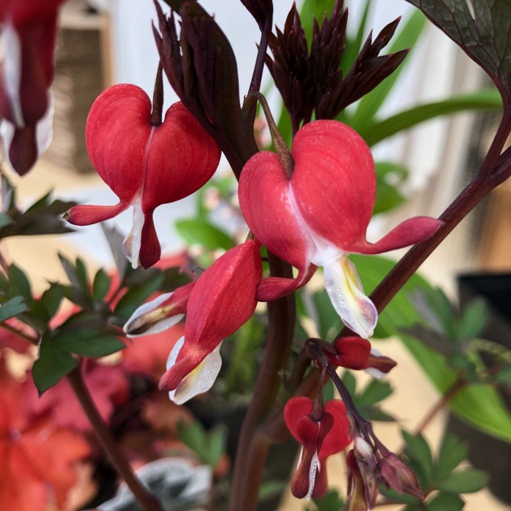 Dicentra Spectabilis Valentine Bleeding Heart USPP 22 739 4 5 Pot dicentra-spectabilis-valentine-bleeding-heart-uspp-22-739-4-5-pot