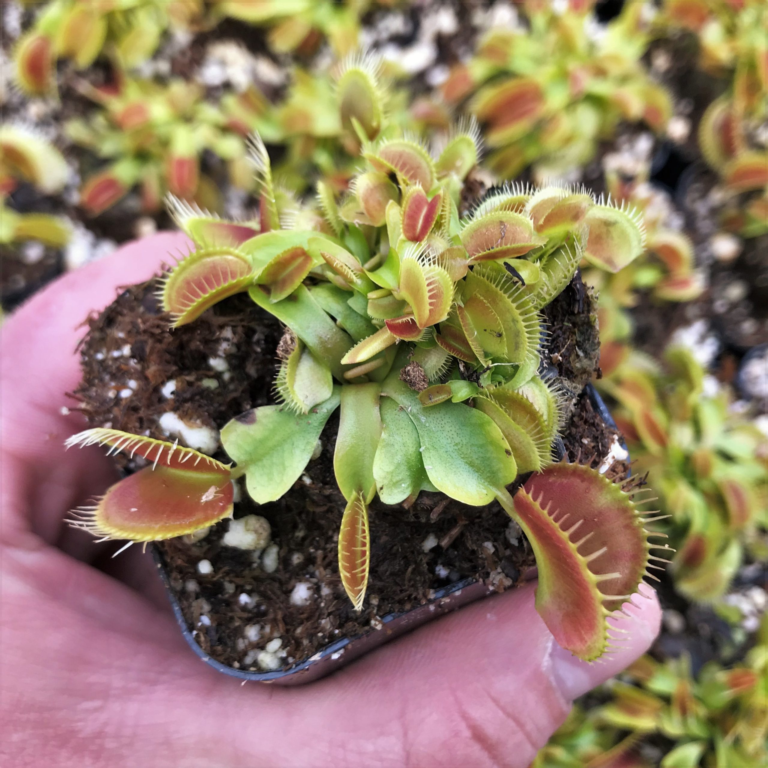 Dionaea muscipula Venus  Fly  Trap  2 Pot Little 