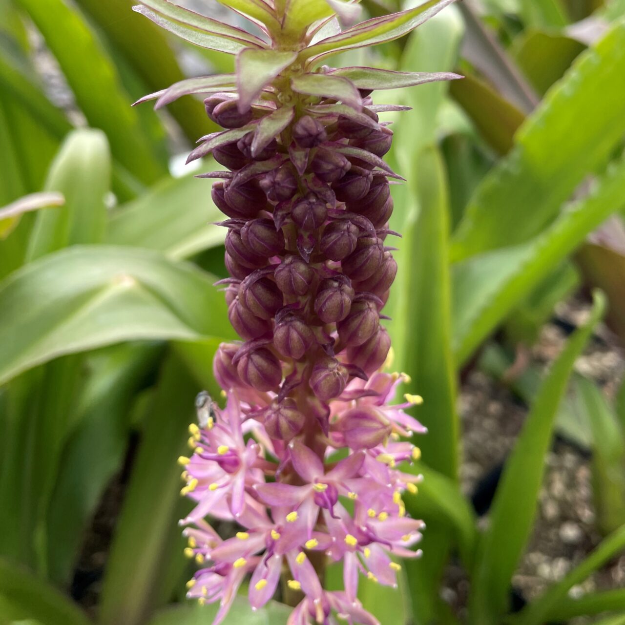 'Freckles' Pineapple Lily (4.5" Pot) Little Prince To Go