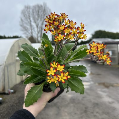 Primula vulgaris 'Oakleaf Yellow Picotee' - Oakleaf Primrose PPAF (4.5" Pot)