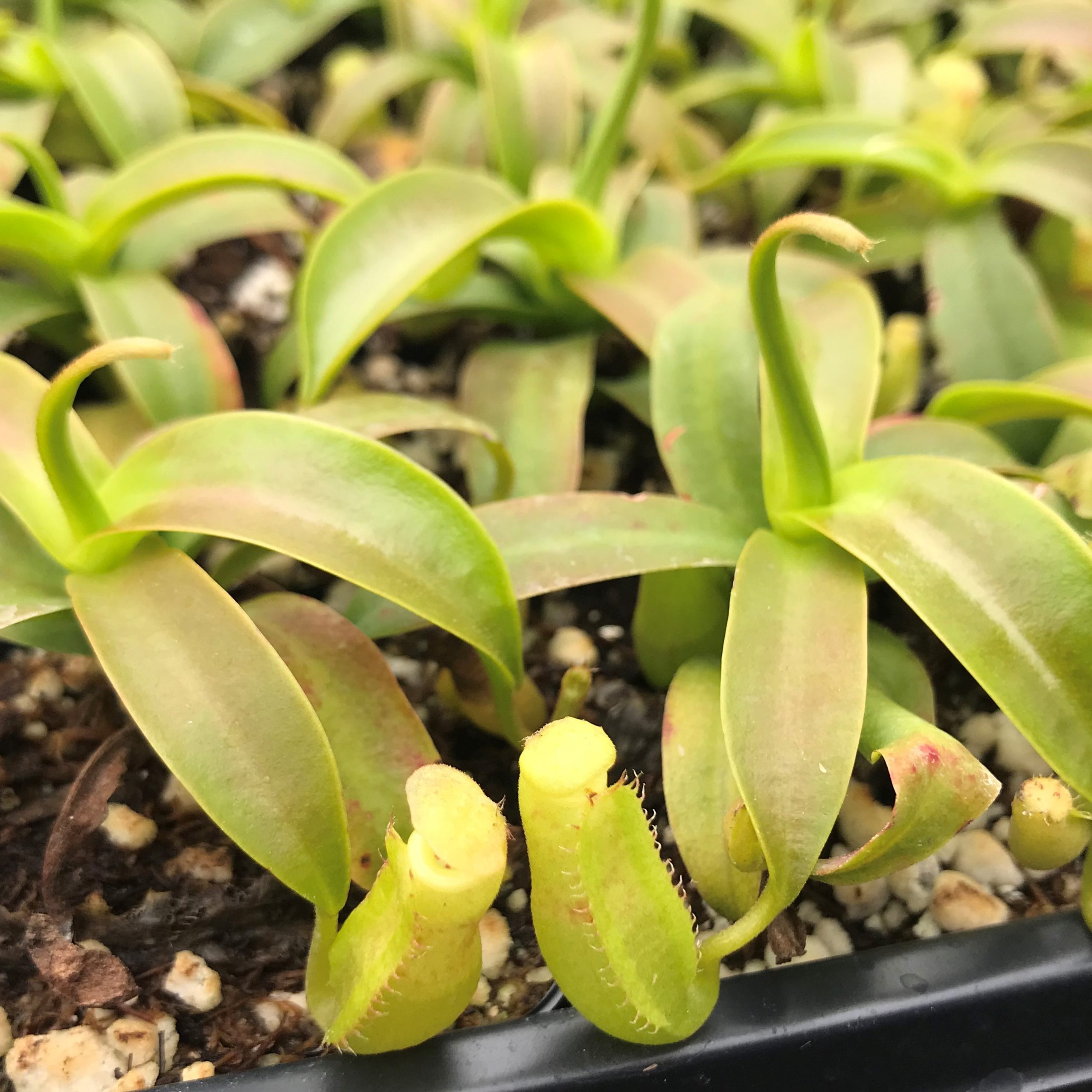 Nepenthes sanguinea Highland tropical pitcher vivent en plantes carnivores 3 1/2 "pot