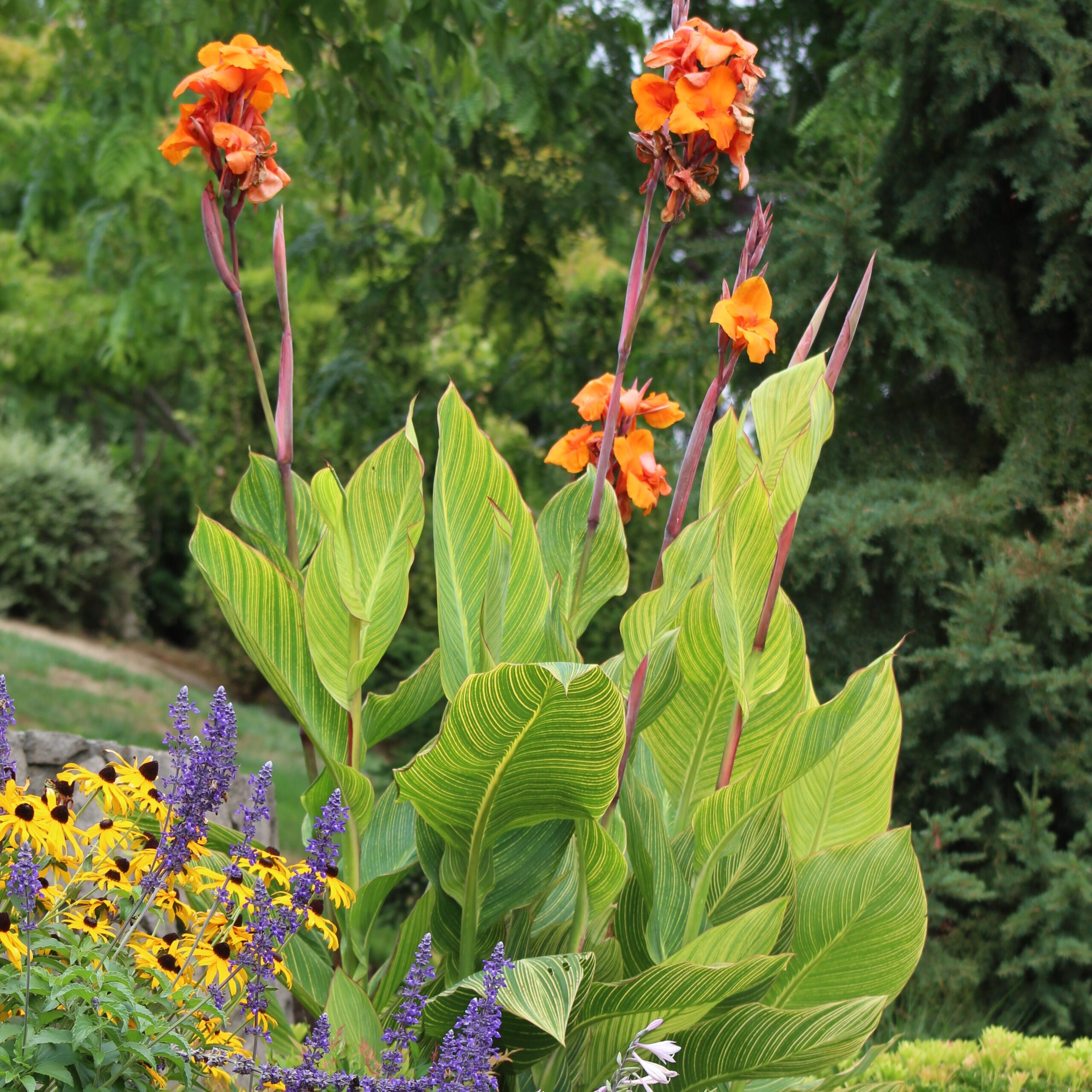 Canna 'Pretoria' - Canna Lily (Gallon Pot) | Little Prince of