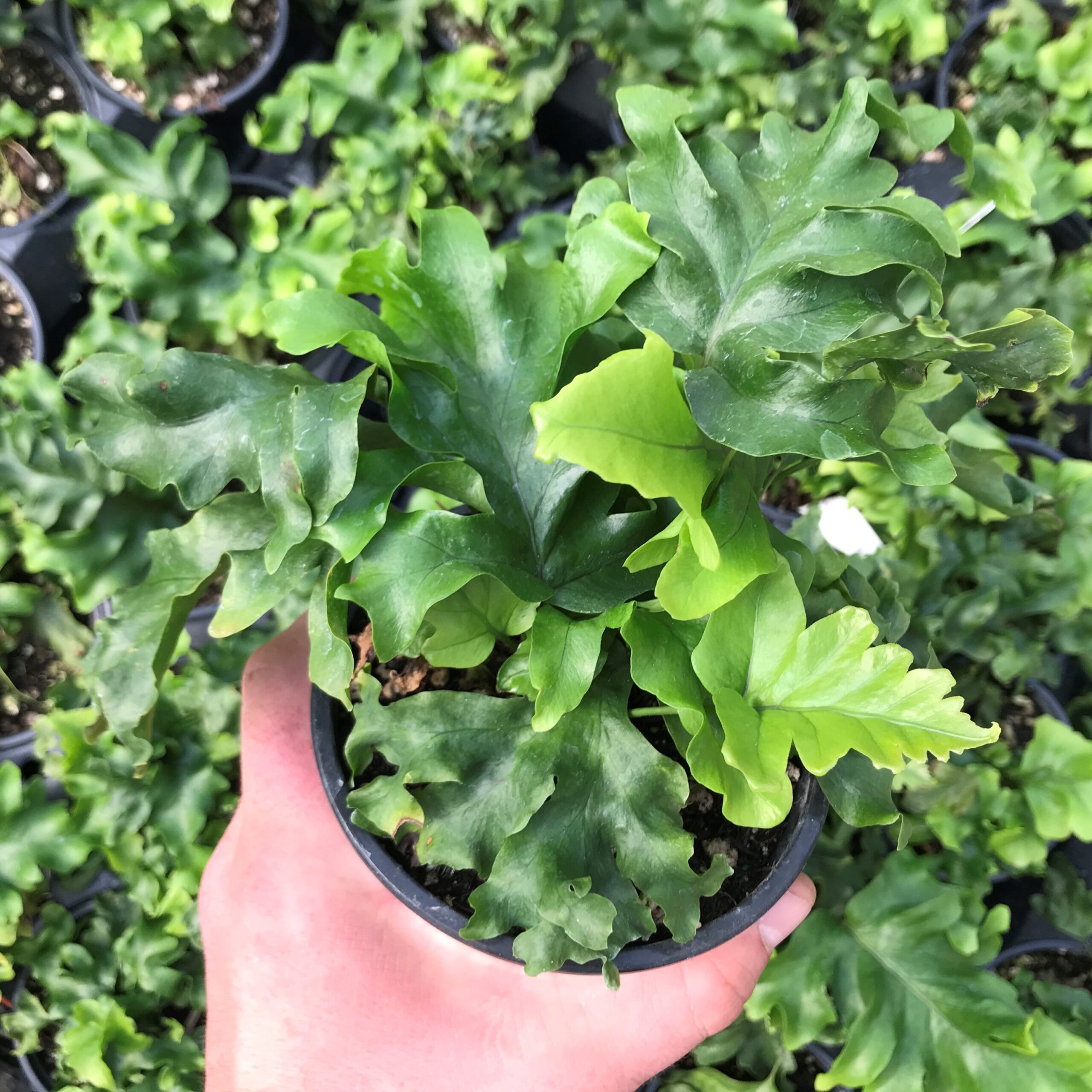 Hart's Tounge Plant in 3.5 " pot Phyllitis scolopendrium Cristata 