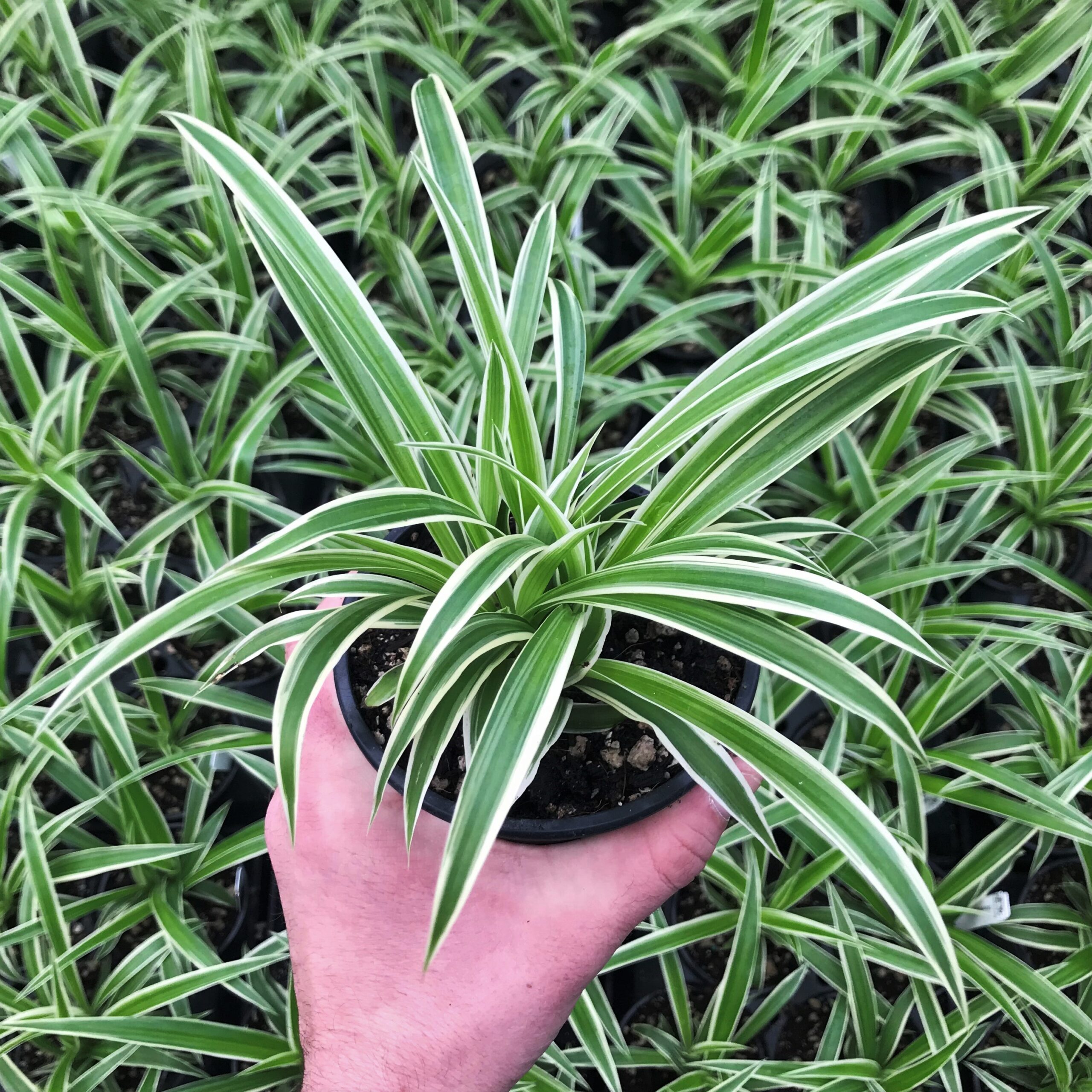 Chlorophytum comosum 'Ocean' Spider Plant (4.5" Pot