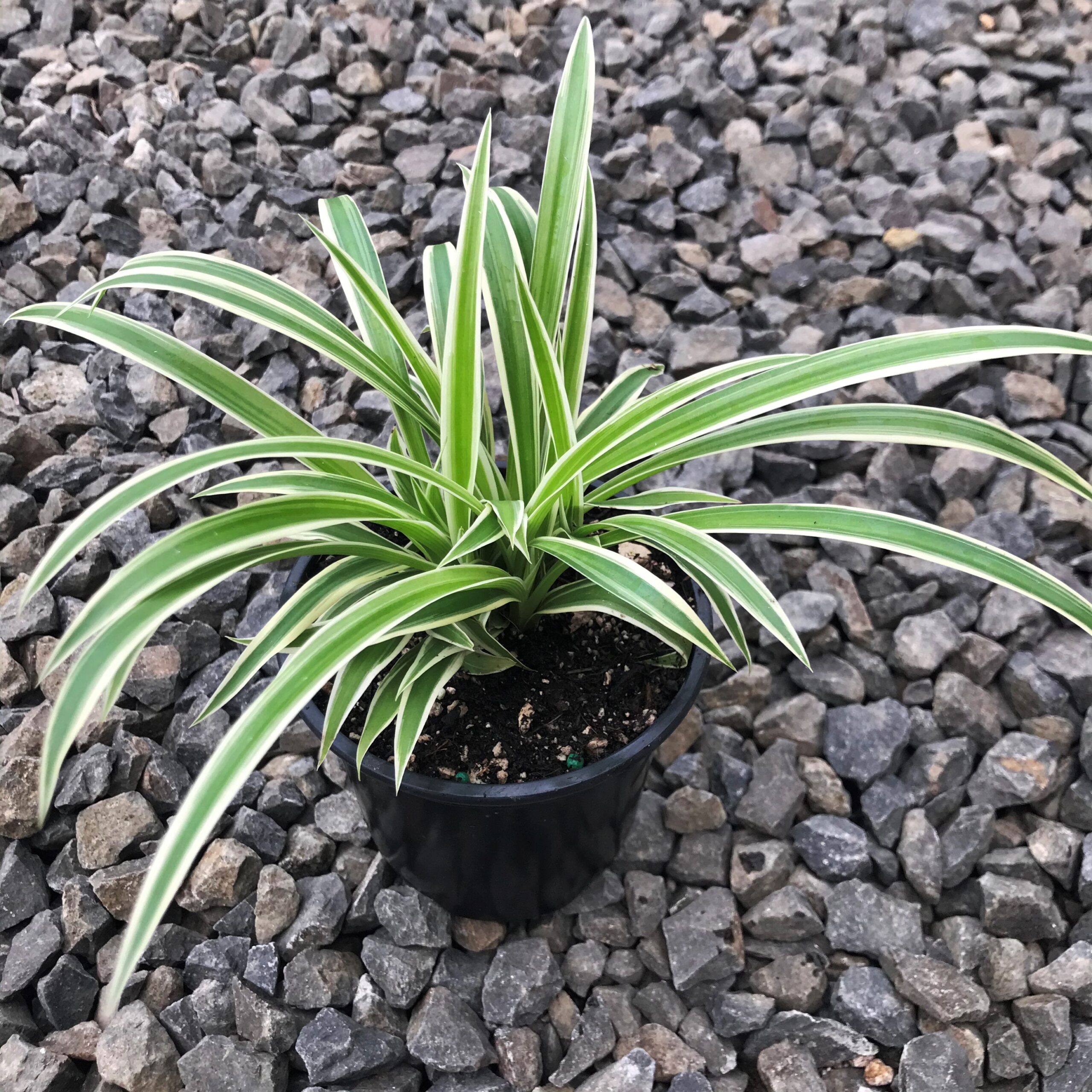 Chlorophytum comosum 'Ocean' Spider Plant (4.5" Pot