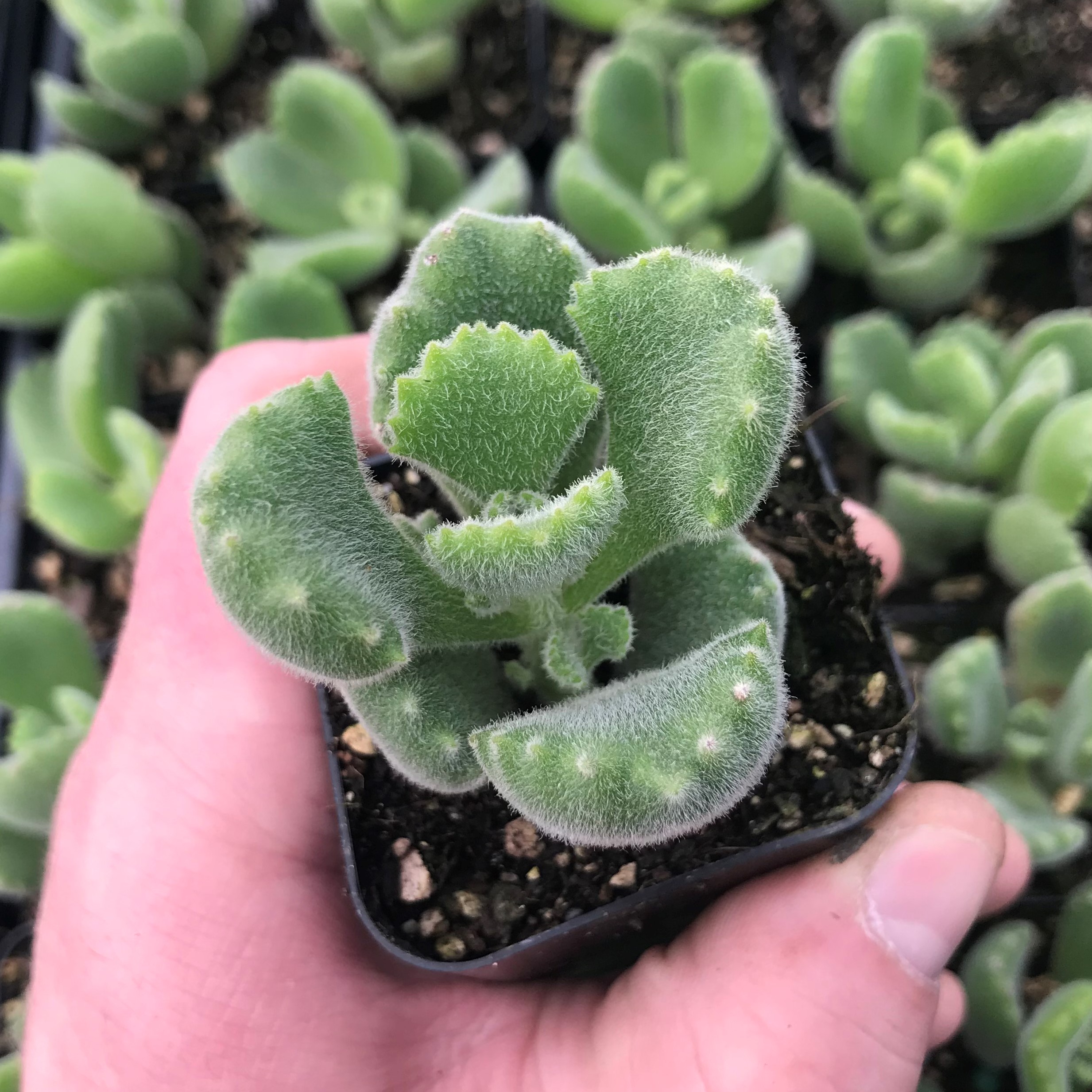 bear paw succulent variegated