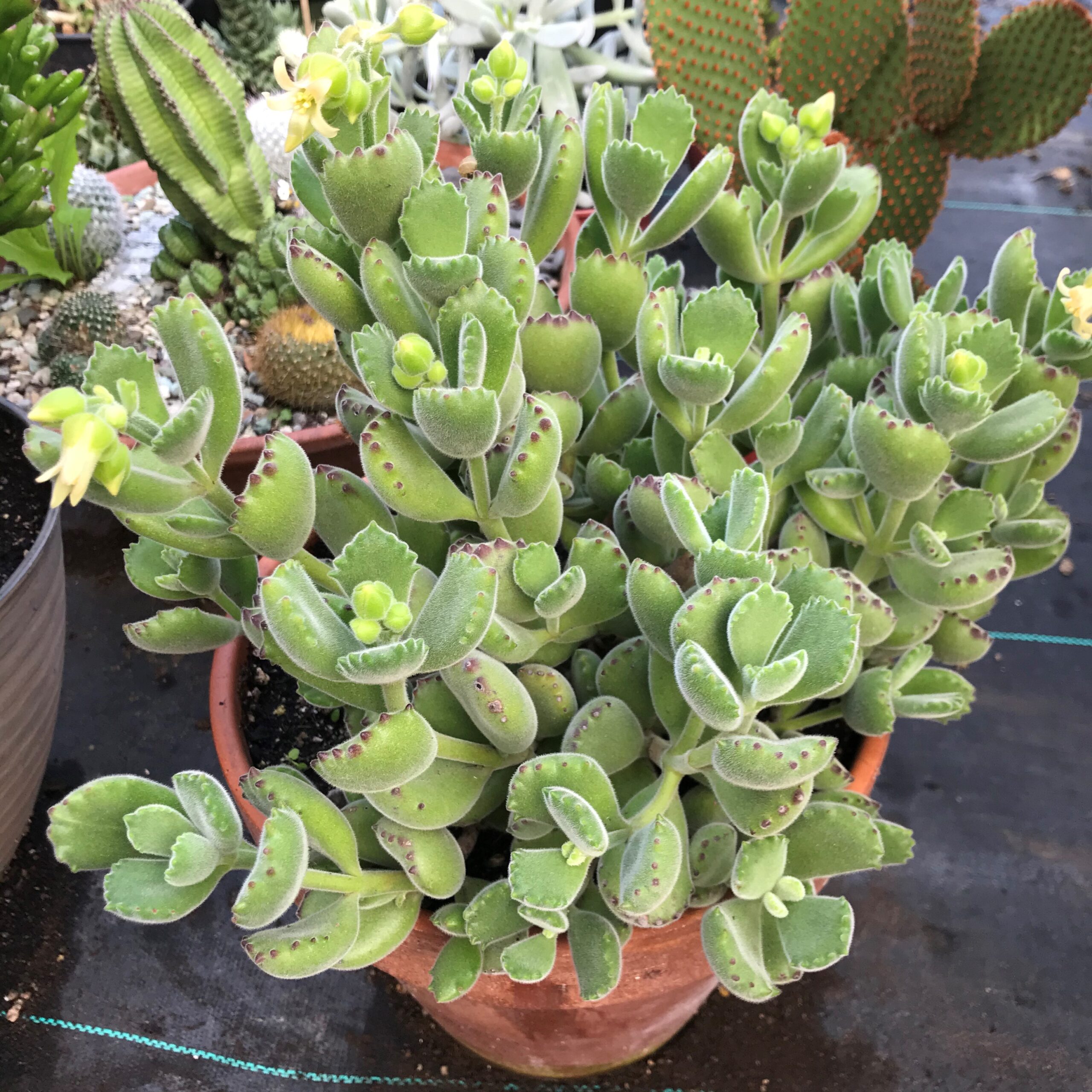 care for bear paw succulent
