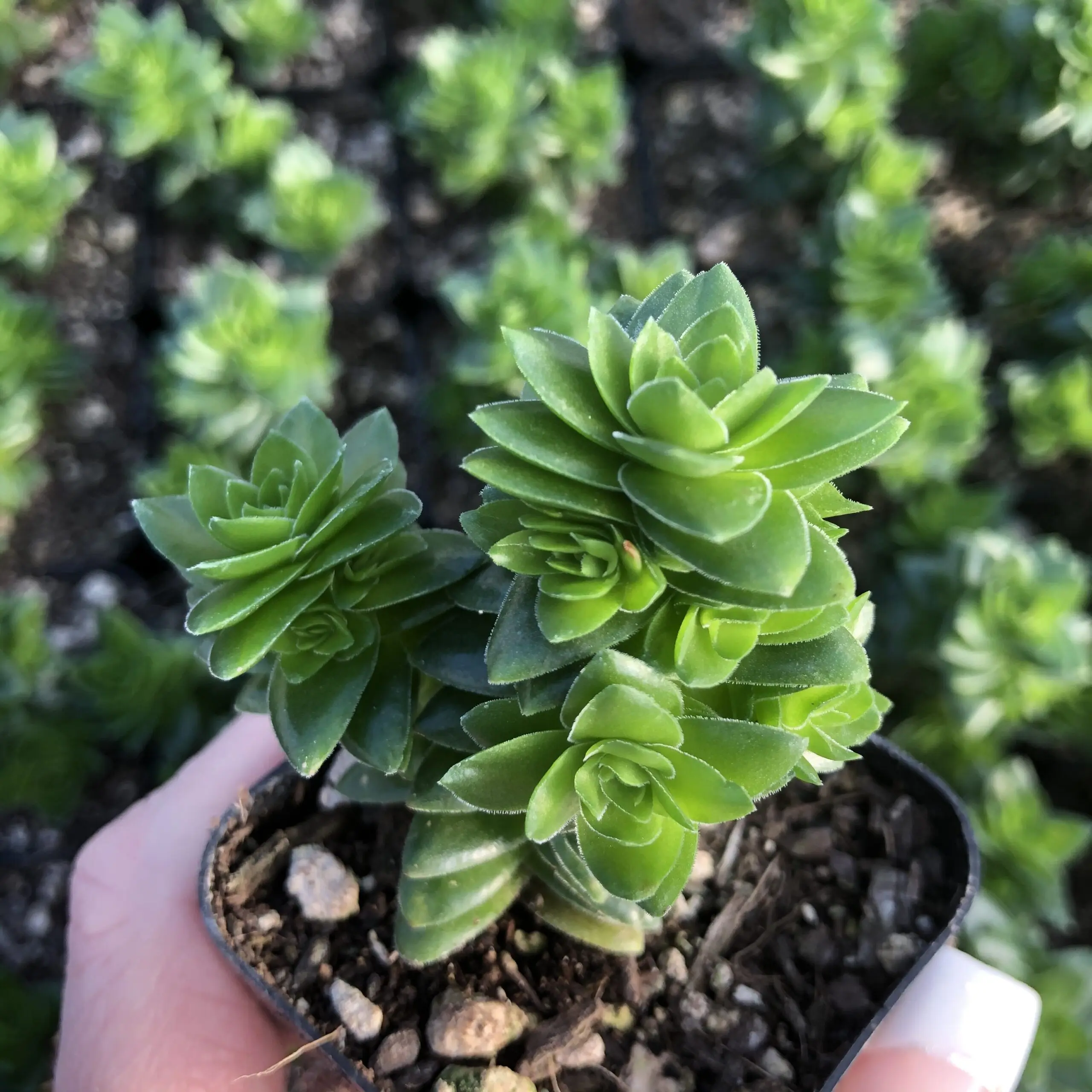 Crassula 'Spiralis' (2 Pot)