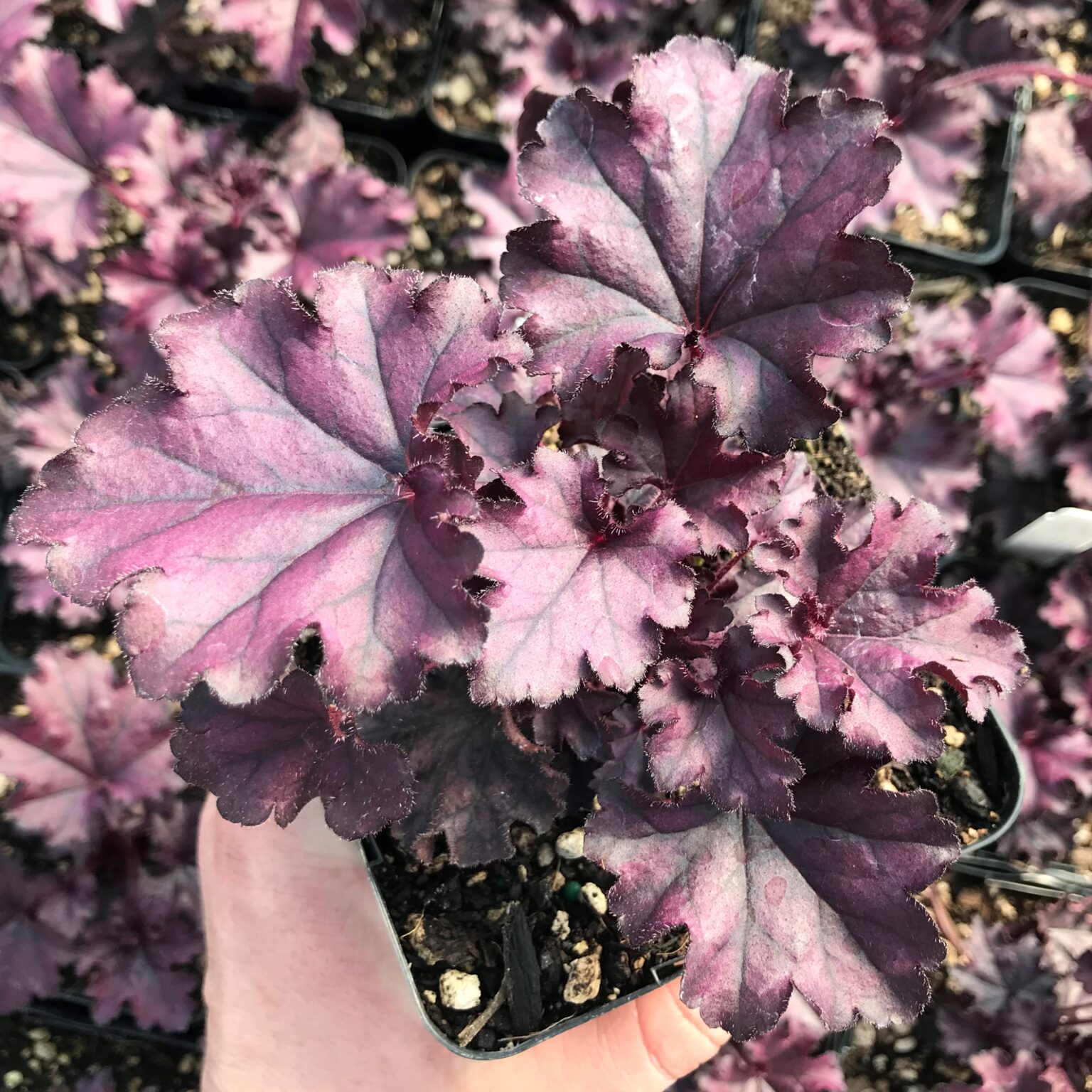 Heuchera x 'Carnival Coral Bells USPP 24,927 (4.5" Pot