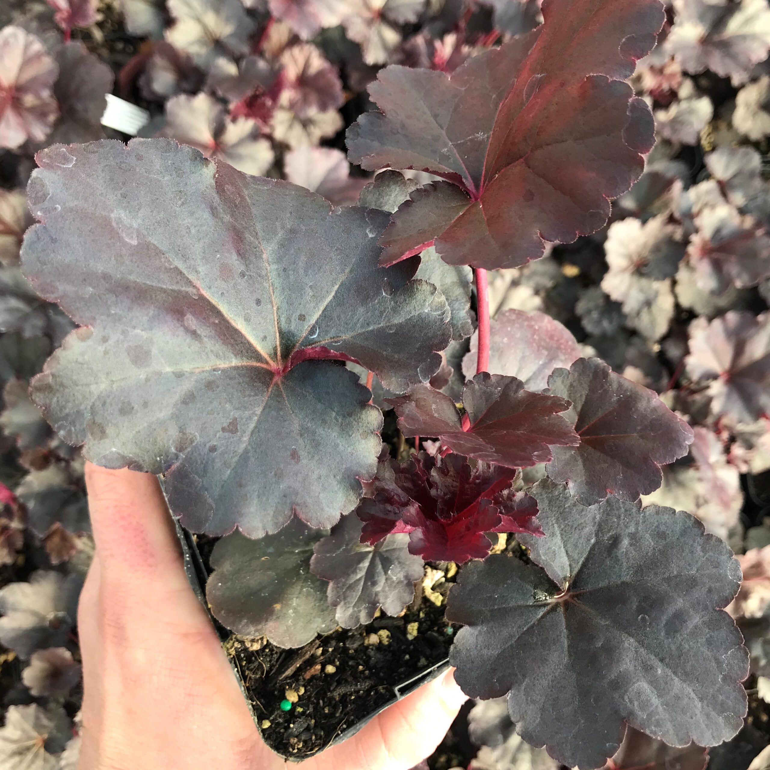 x 'Obsidian' Coral Bells #14,836 (4.5" Pot) | Little Prince To Go