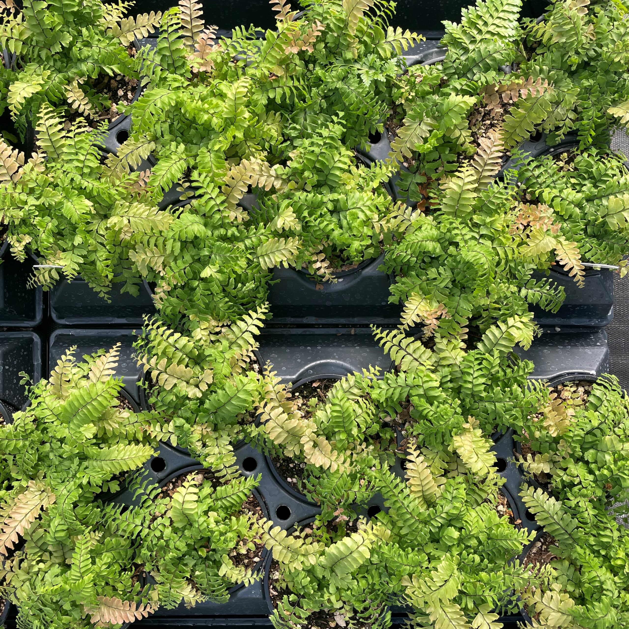 thumbnail image 2 of FlowerPotNursery Rosy Maidenhair Fern (Adiantum Hispidulum) - Live Plant In 4" Pot 2 of 2