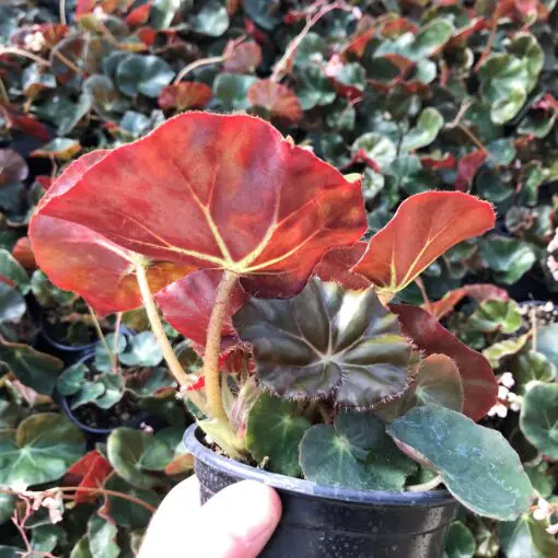 Begonia erythrophylla - Beefsteak Begonia (