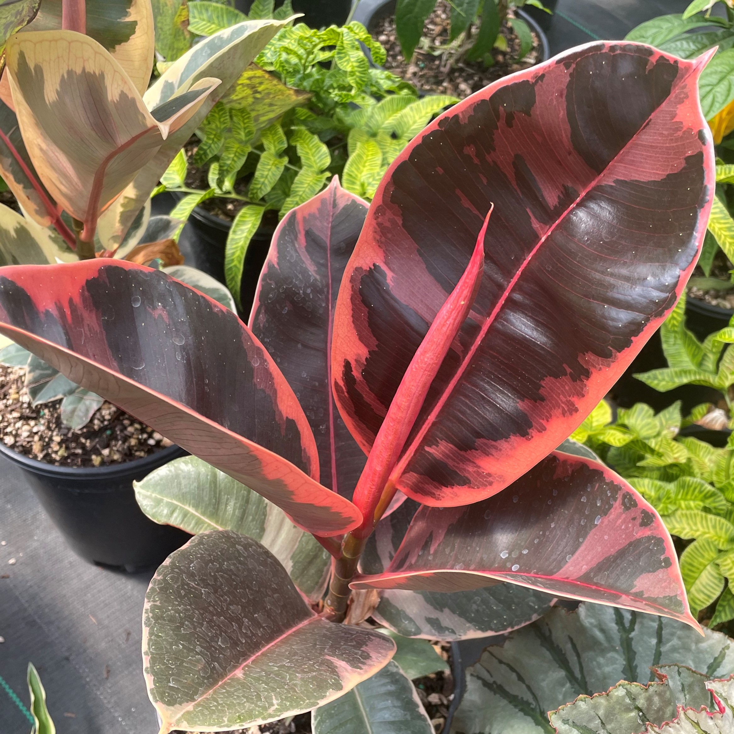 ficus elastica 'ruby' - tricolor rubber tree (4.5" pot)