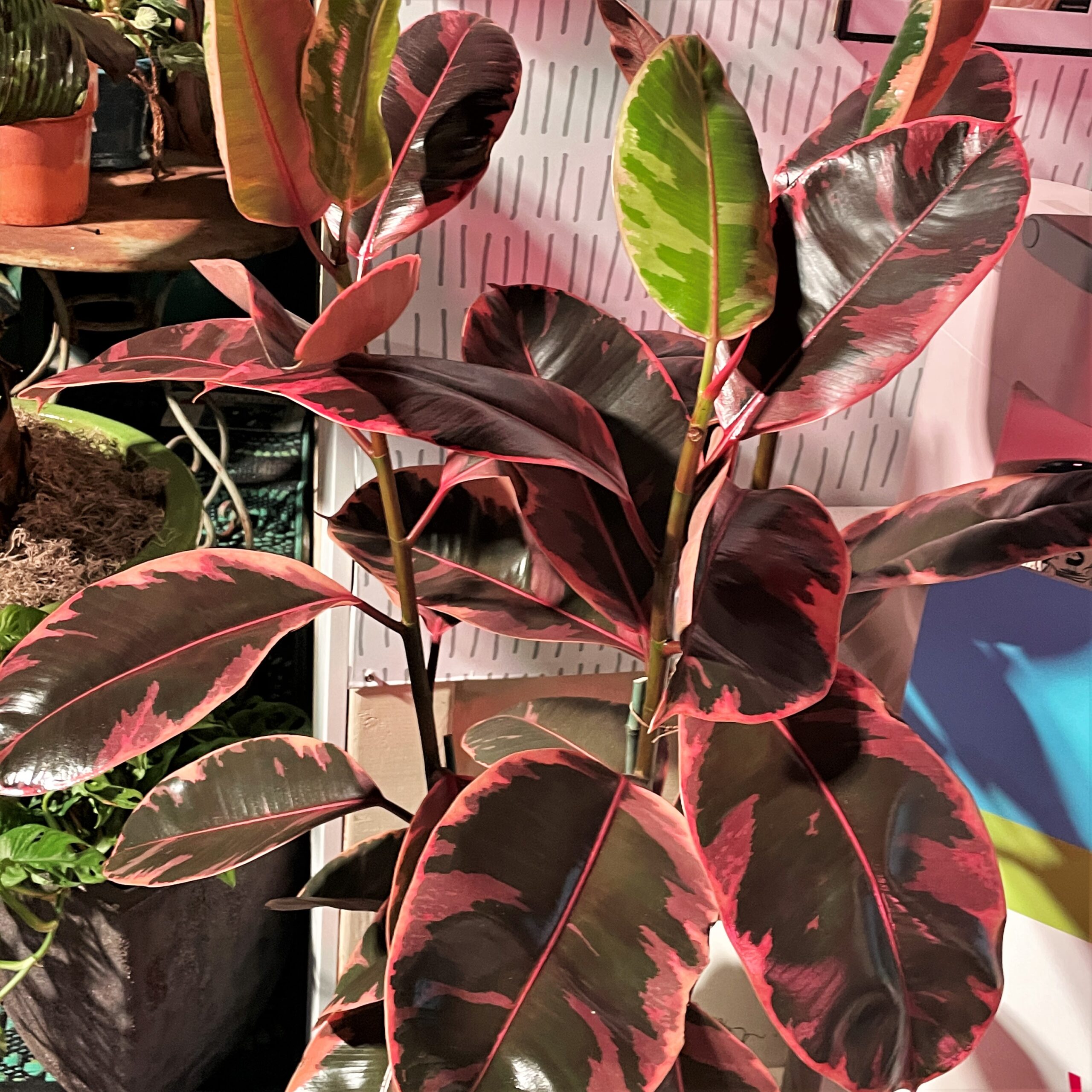13+ Rubber Plant Ruby