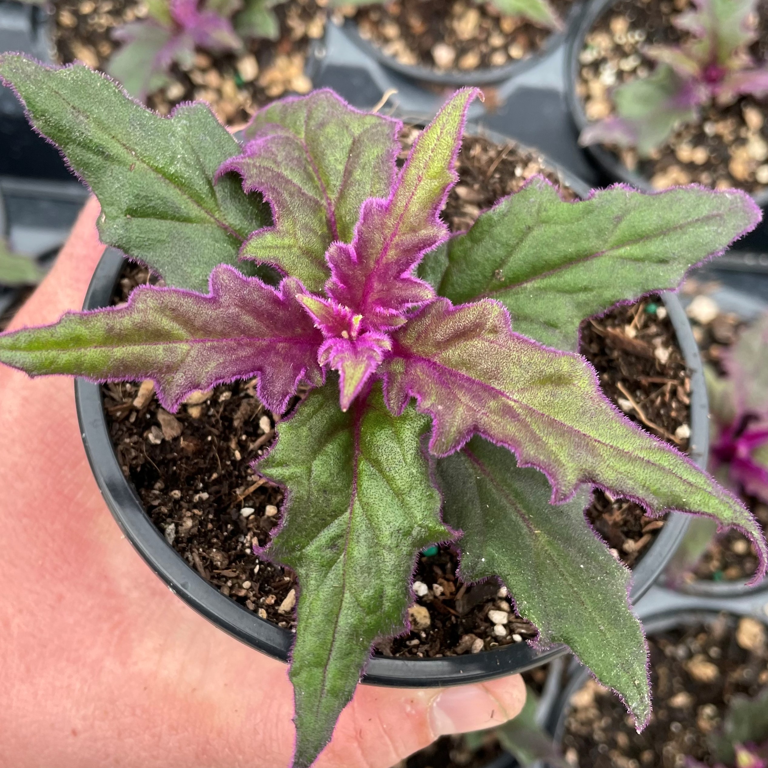 Gynura Aurantiaca Purple Passion Plant Velvet Plant 45 Pot