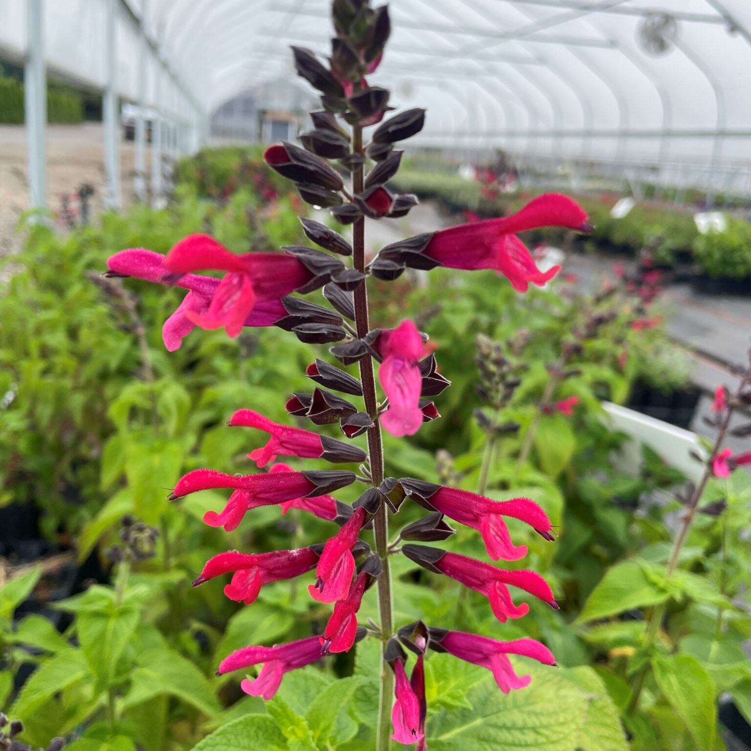 Salvia 'Amante' Hummingbird Sage (4.5" Pot) Little Prince To Go