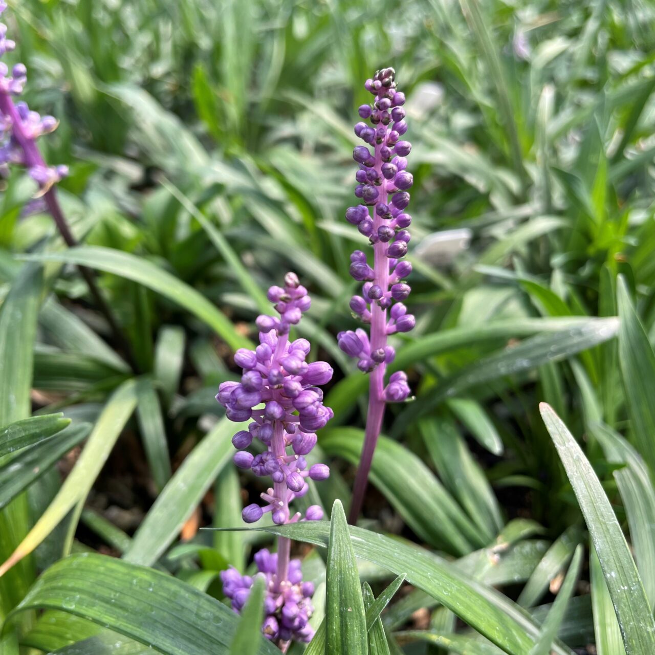 Liriope muscari 'EXC 051' Purple Explosion™ PP #21,352 - Lilyturf (3.5 ...
