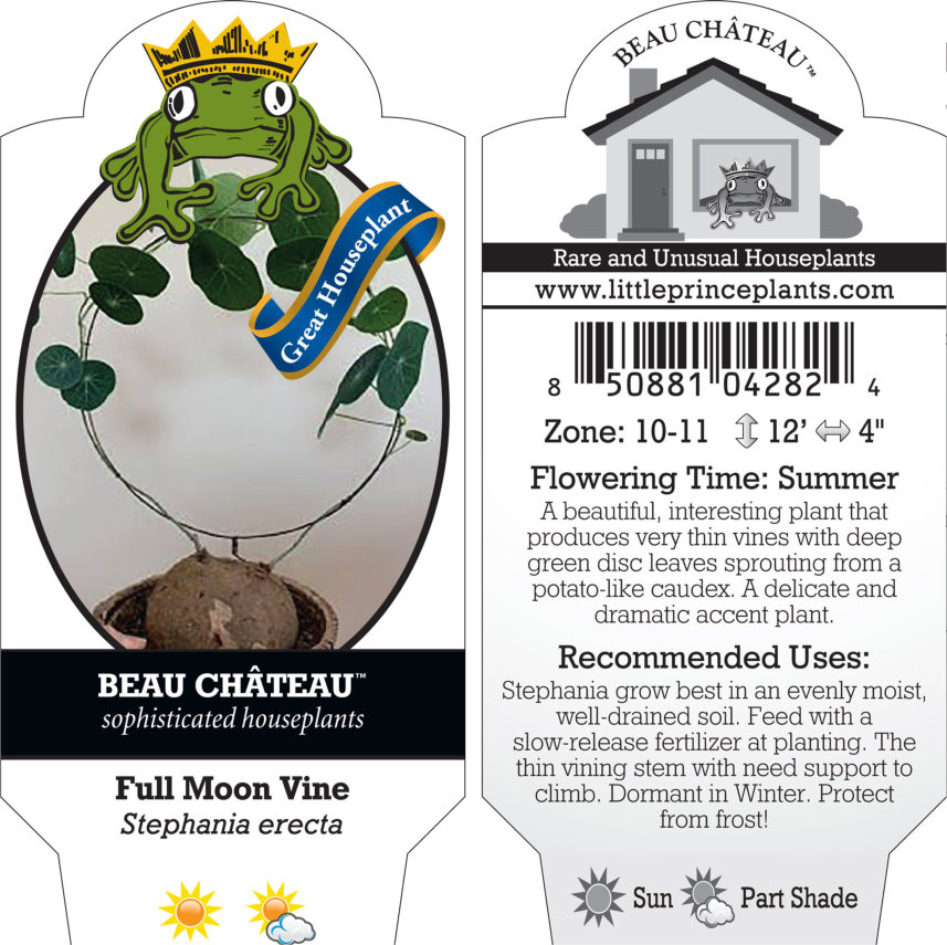 Stephania erecta - Dormant Caudex | Little Prince of Oregon Nursery