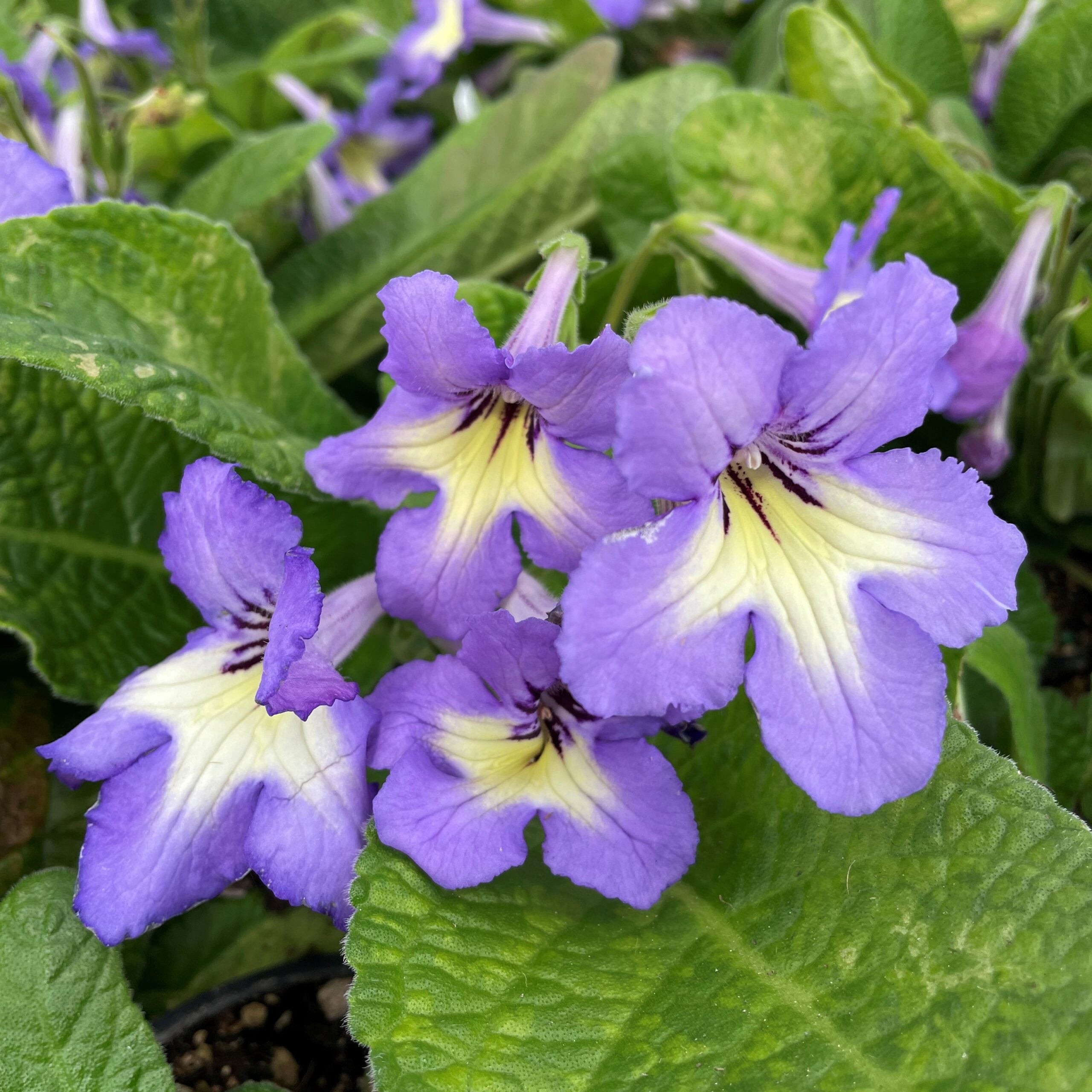Streptocarpus Ladyslippers™ Blue White Center - Cape Primrose (4.5" Pot