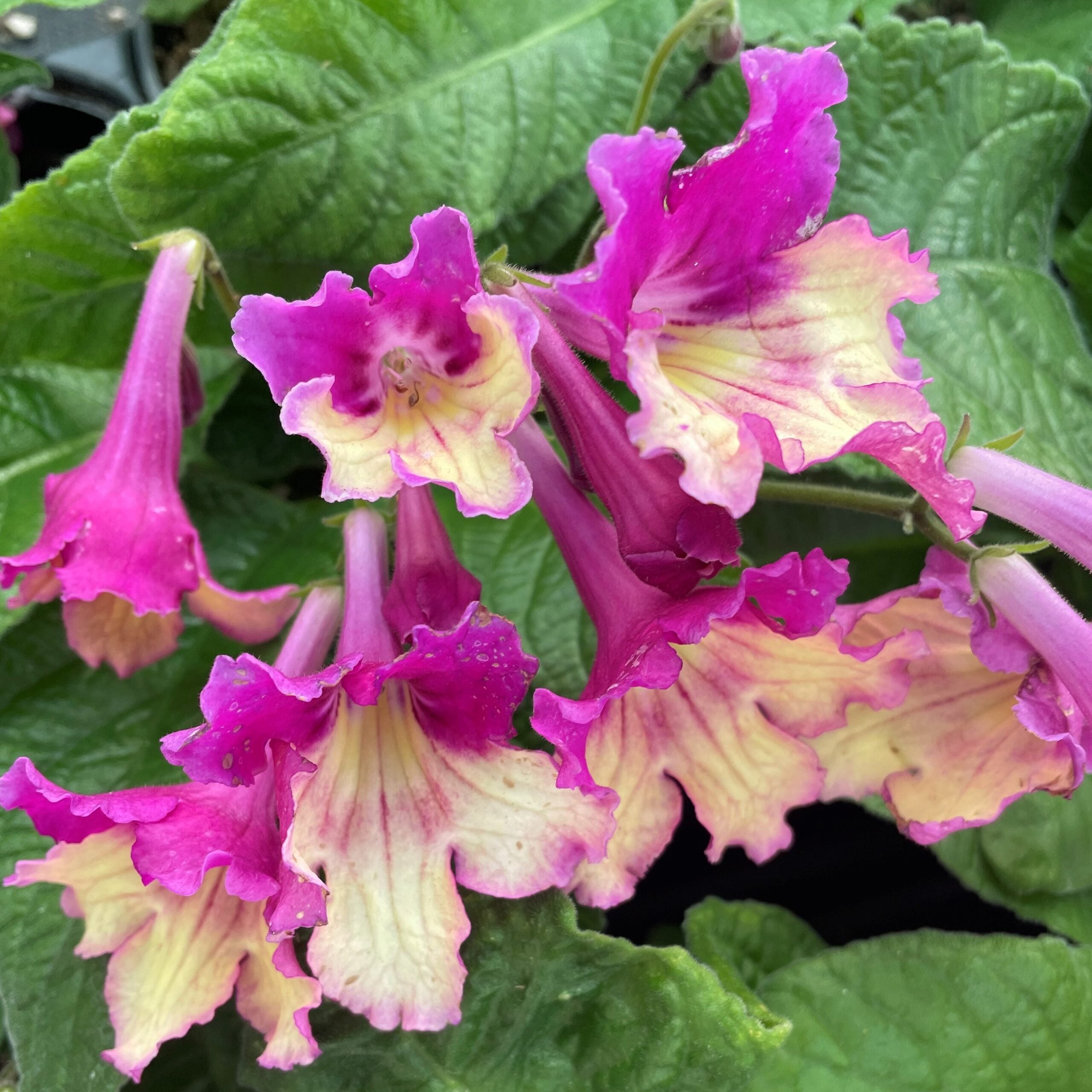 Streptocarpus Ladyslippers® Yellow Pink Cap - Cape Primrose (2)