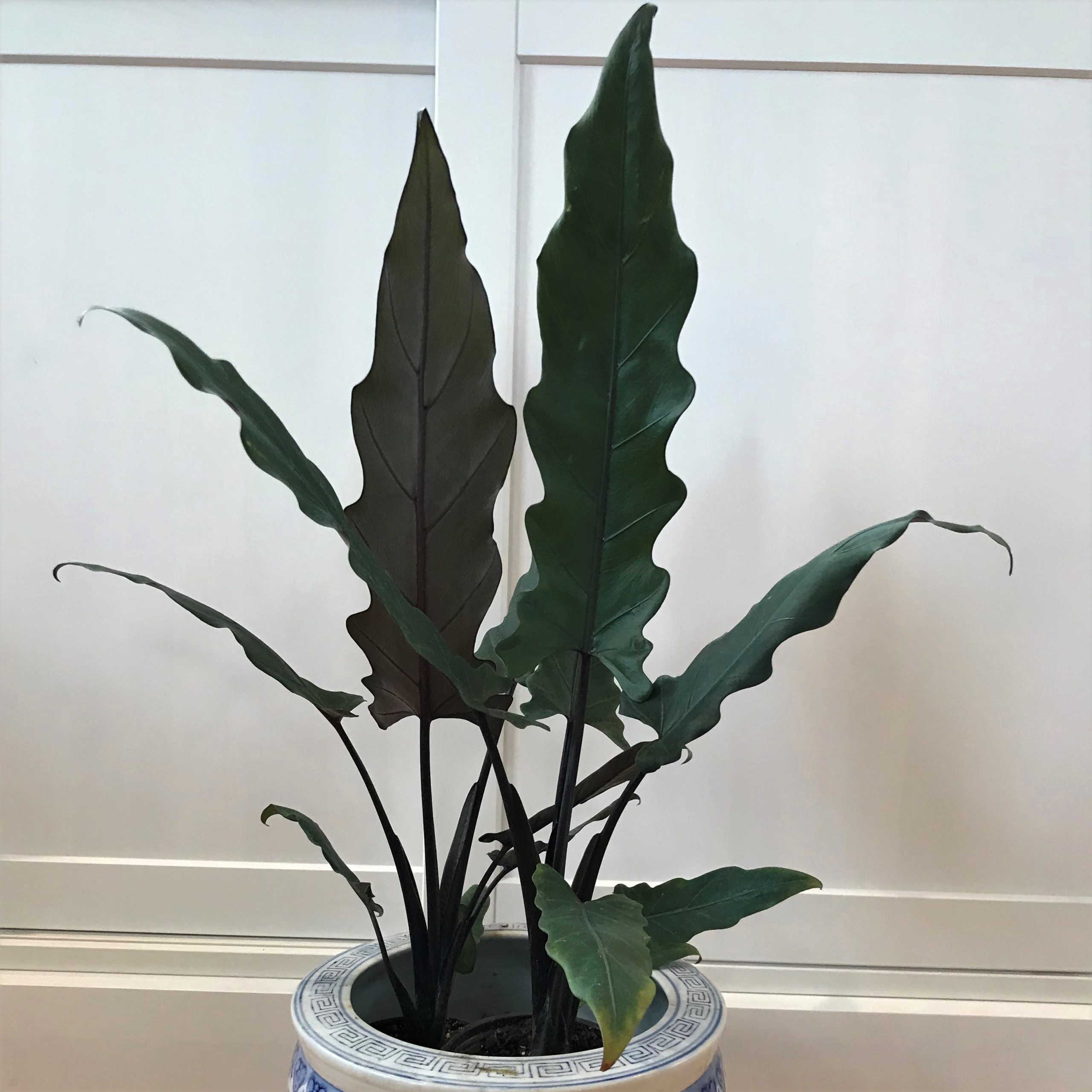 大学芋|エリック王子9/25 Alocasia lauterbachiana - Purple Sword Elephant Ears (4.5