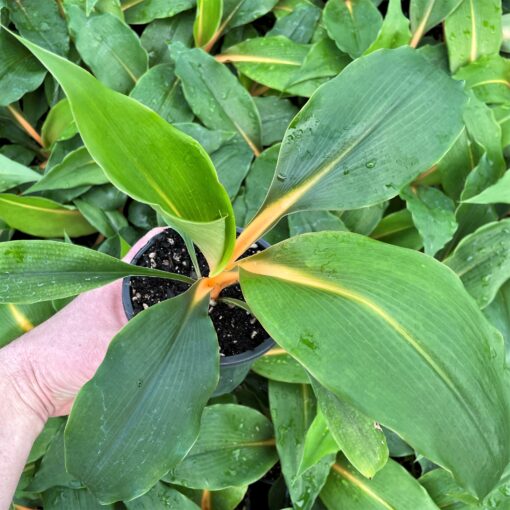Chlorophytum orchidastrum Green/Orange - Fire Flash Spider Plant ...