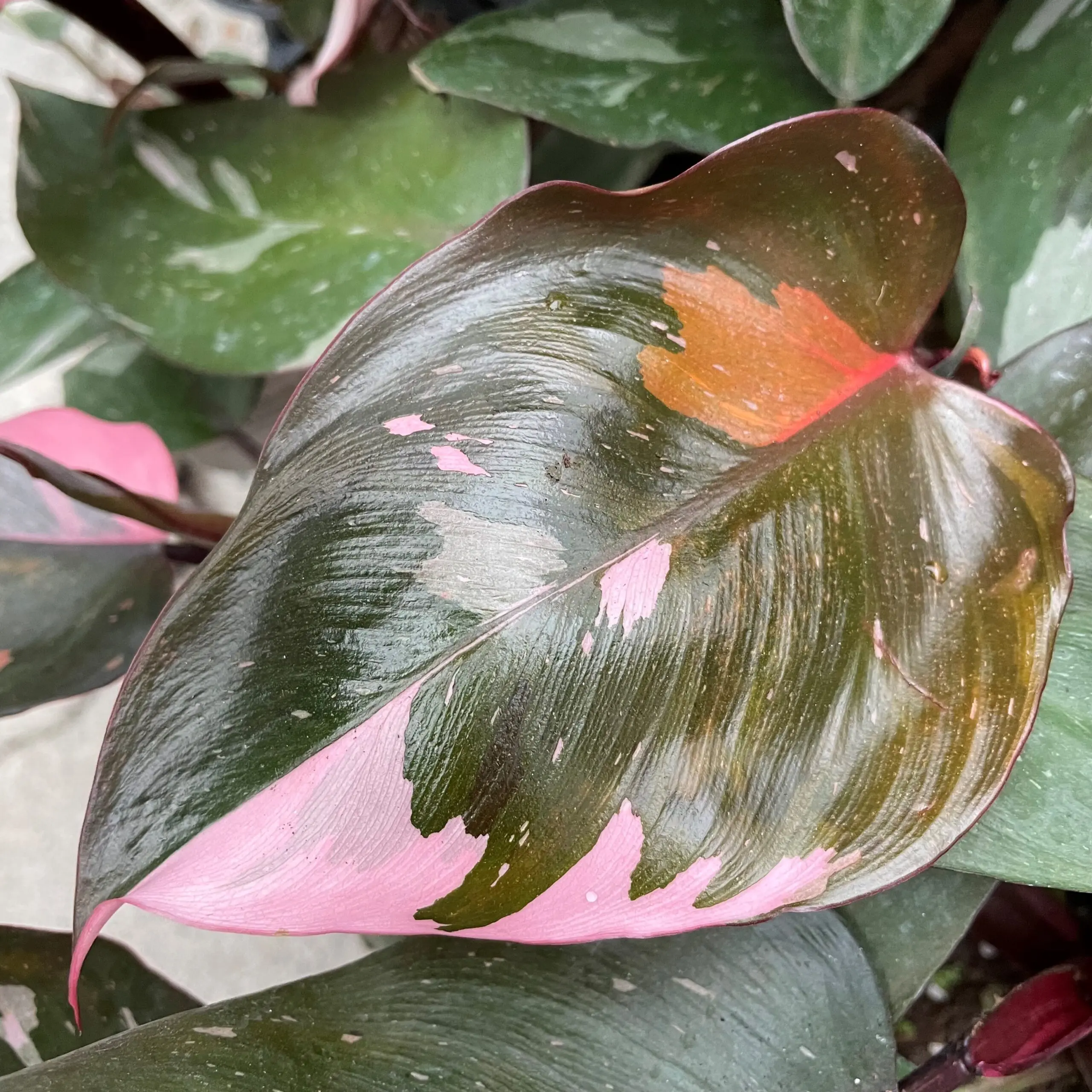 Grow Like Mike: Unlocking Power of Extrafloral Nectaries