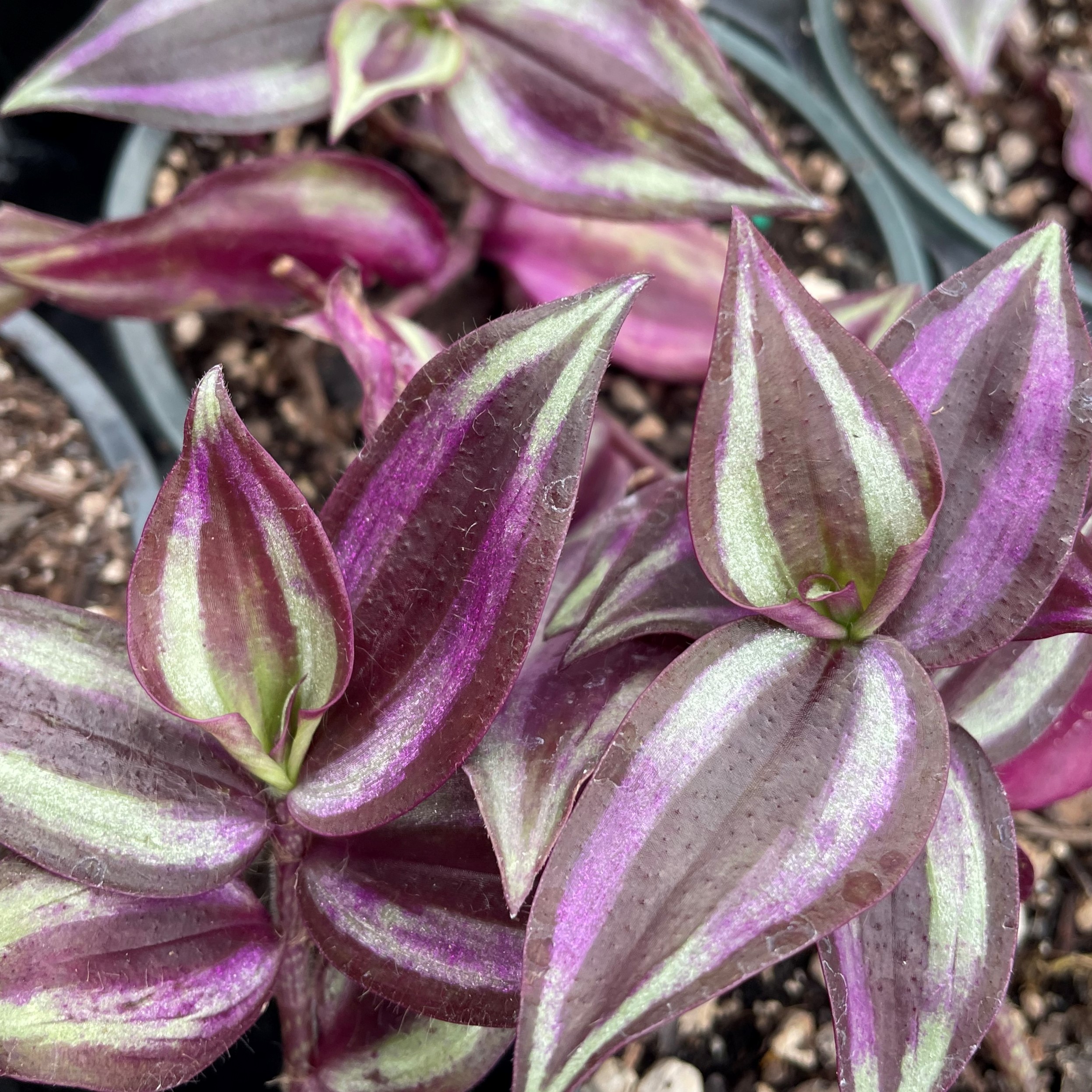 Tradescantia Zebrina Inch Plant 4 5 Pot Little Prince To Go