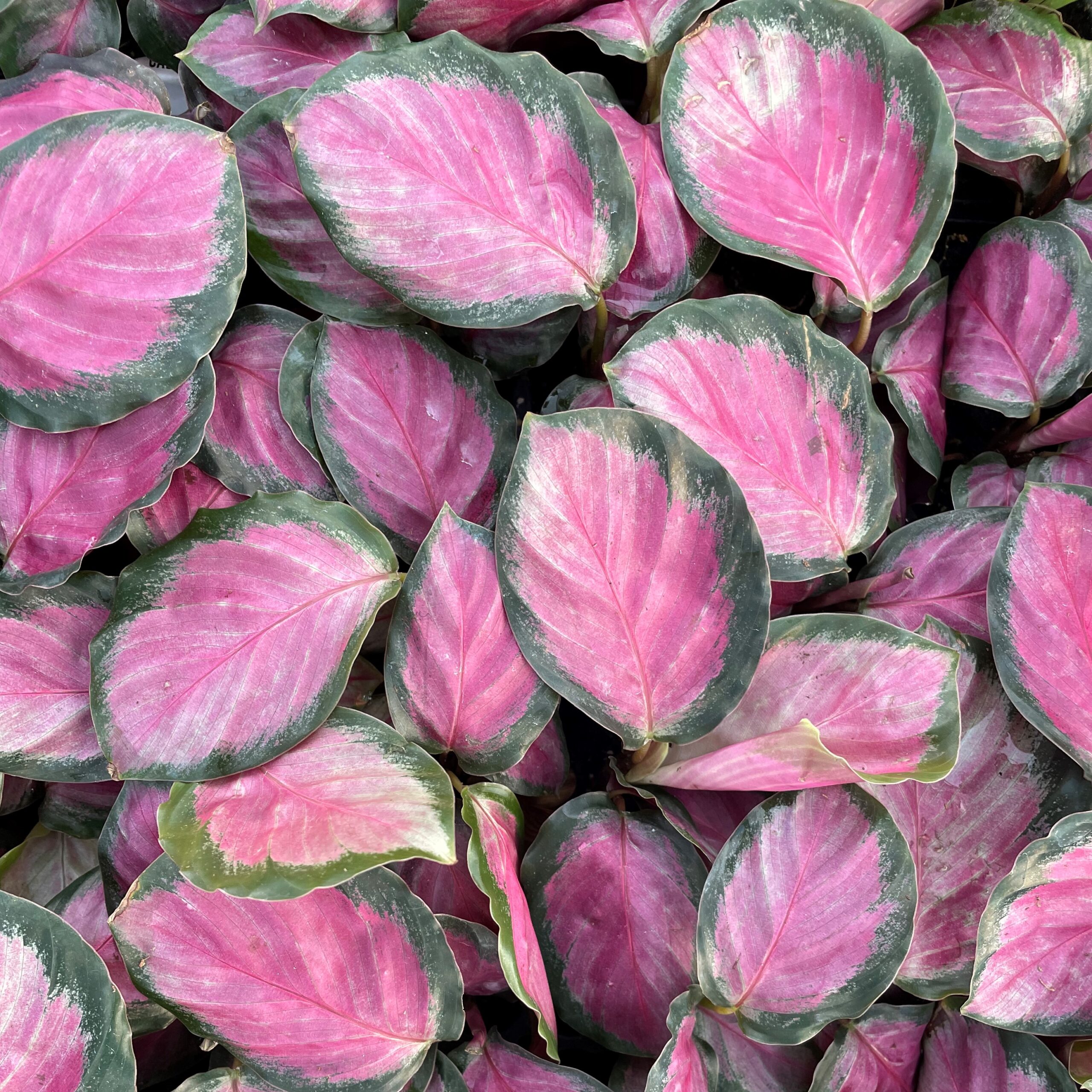 Calathea Roseopicta Rosy Rose Painted Calathea 4 5 Pot Little