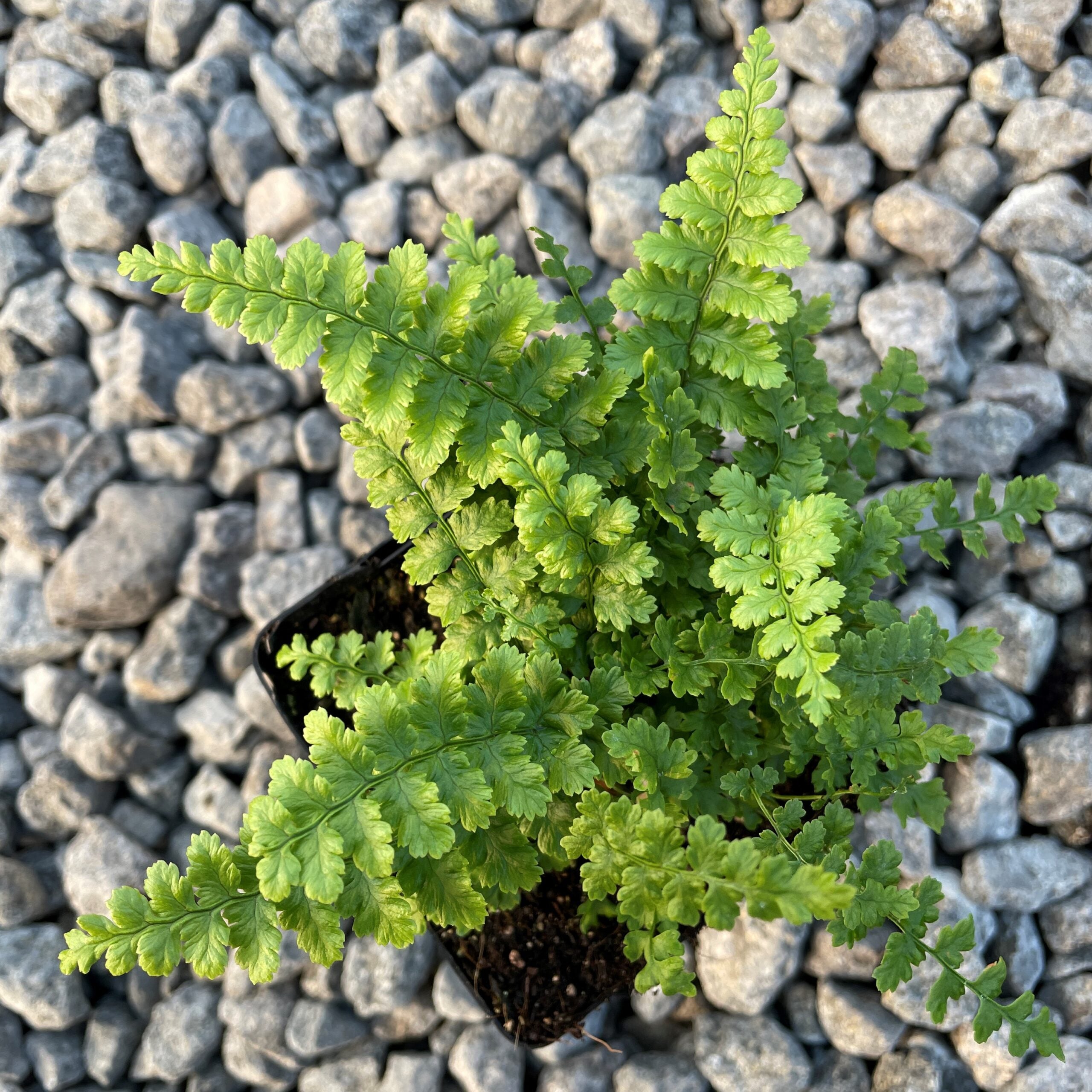 dryopteris-affinis-pinderi-golden-scaly-male-fern-3-5-pot