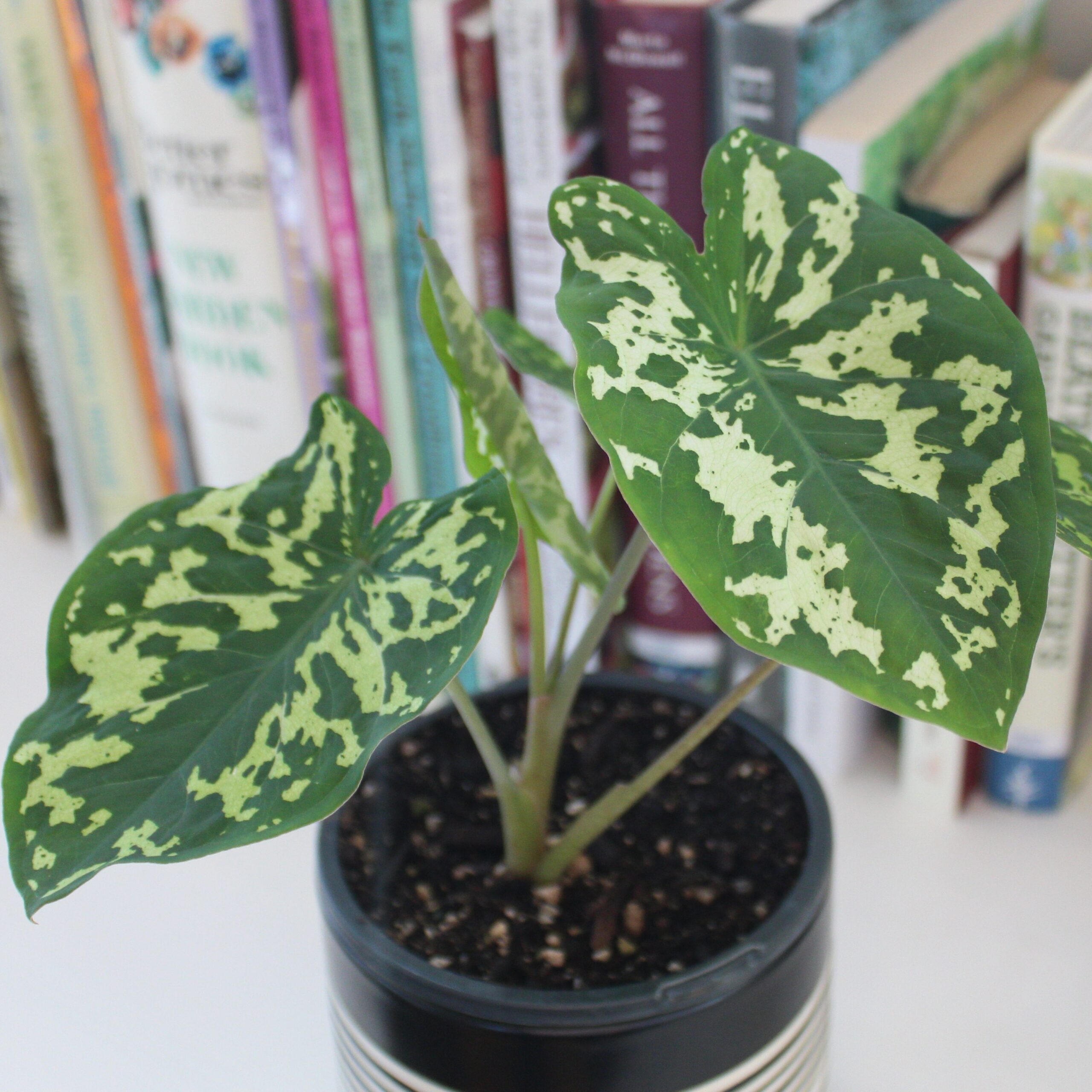 Growing Gorgeous Alocasia & Calathea: Grow Like Mike