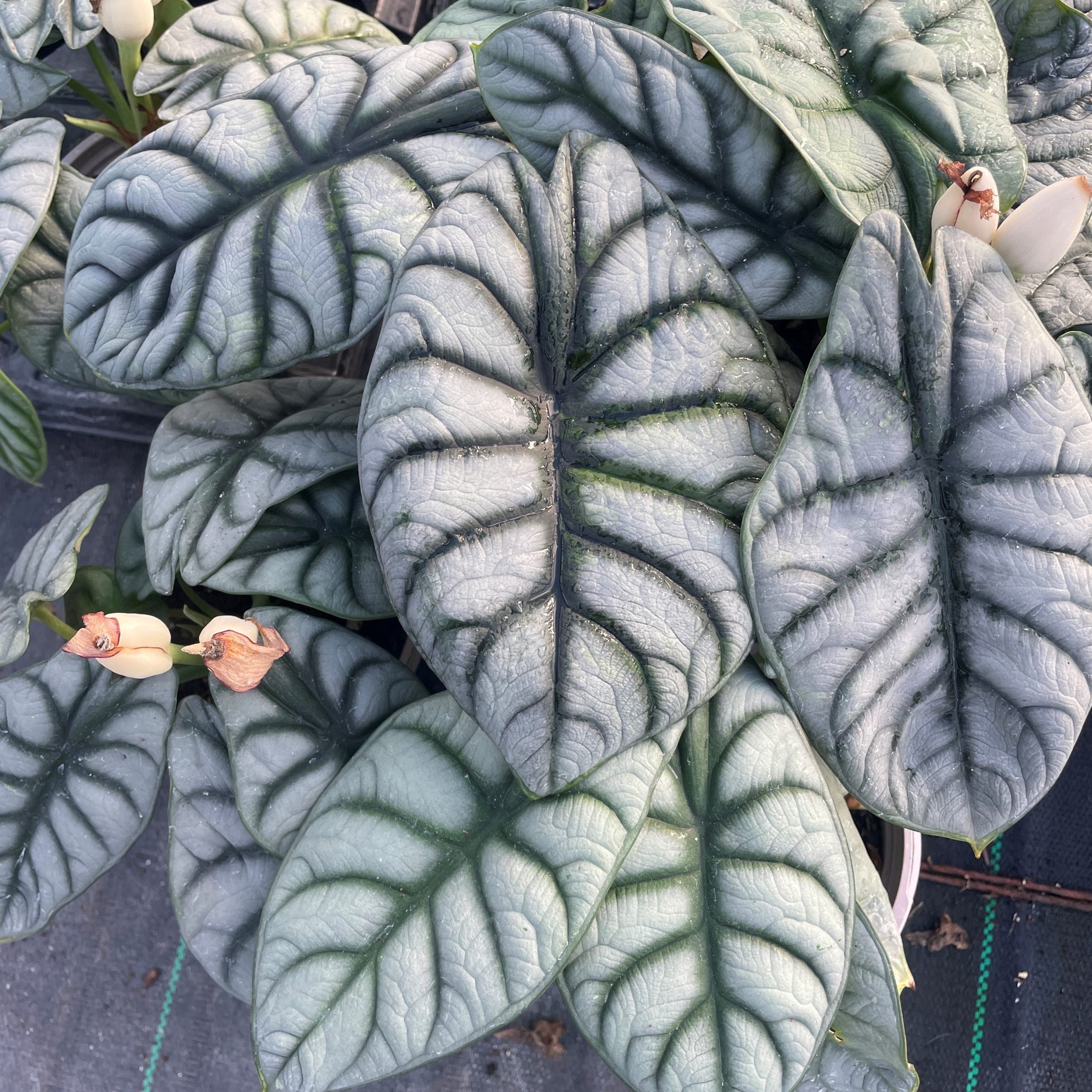 https://littleprinceplants.com/wp-content/uploads/2022/01/Alocasia-baginda-Silver-Dragon-2-square-scaled.jpg?utm_source=chatgpt.com