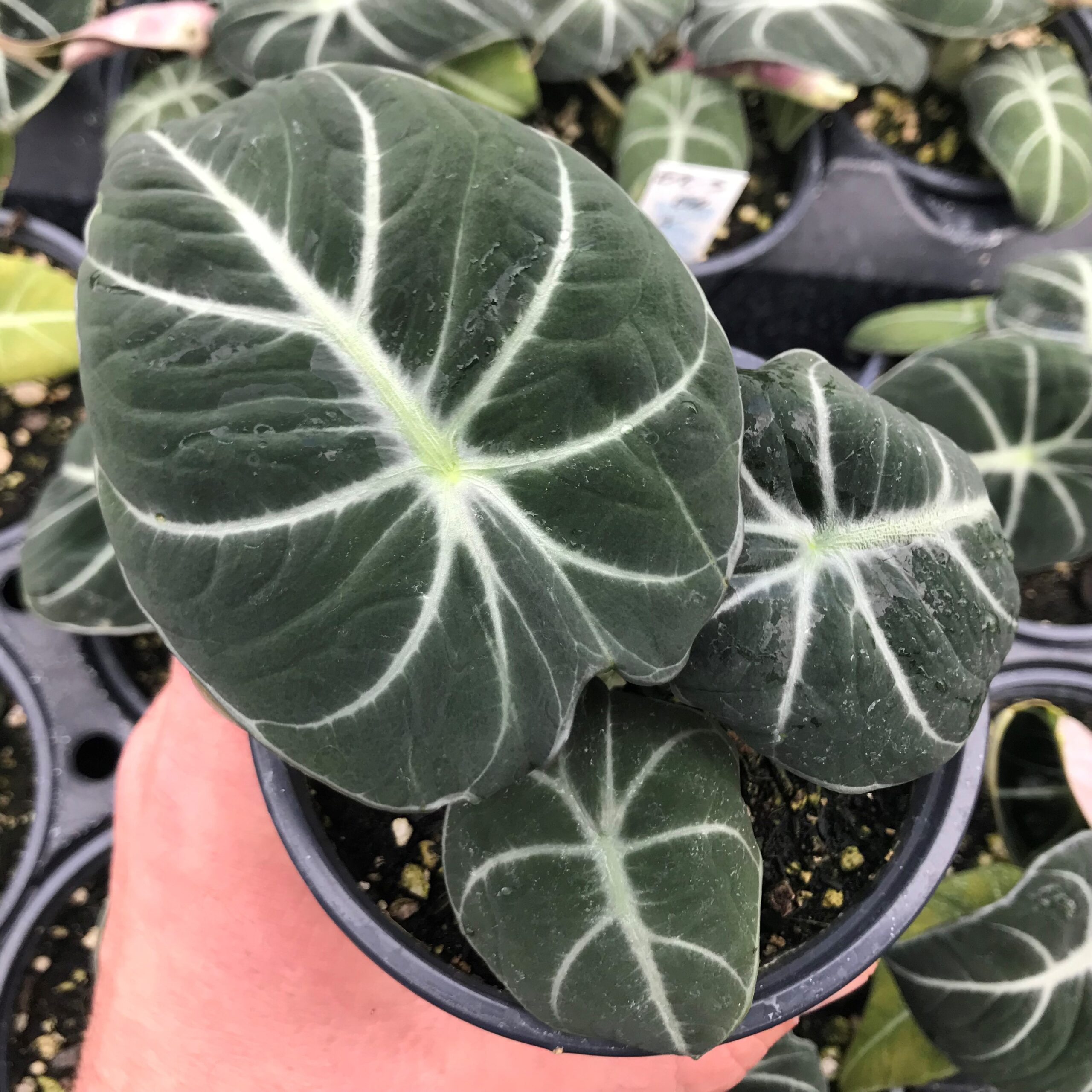 elefantenohr zebrina Alocasia Zebrina Elefantenohr H75cm Zimmerpflanze Ø19cm H75cm