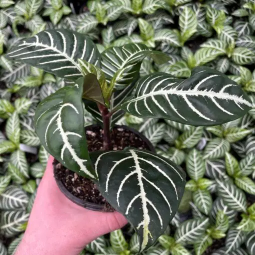 Aphelandra squarrosa 'Dania' - Zebra Plant (4.5