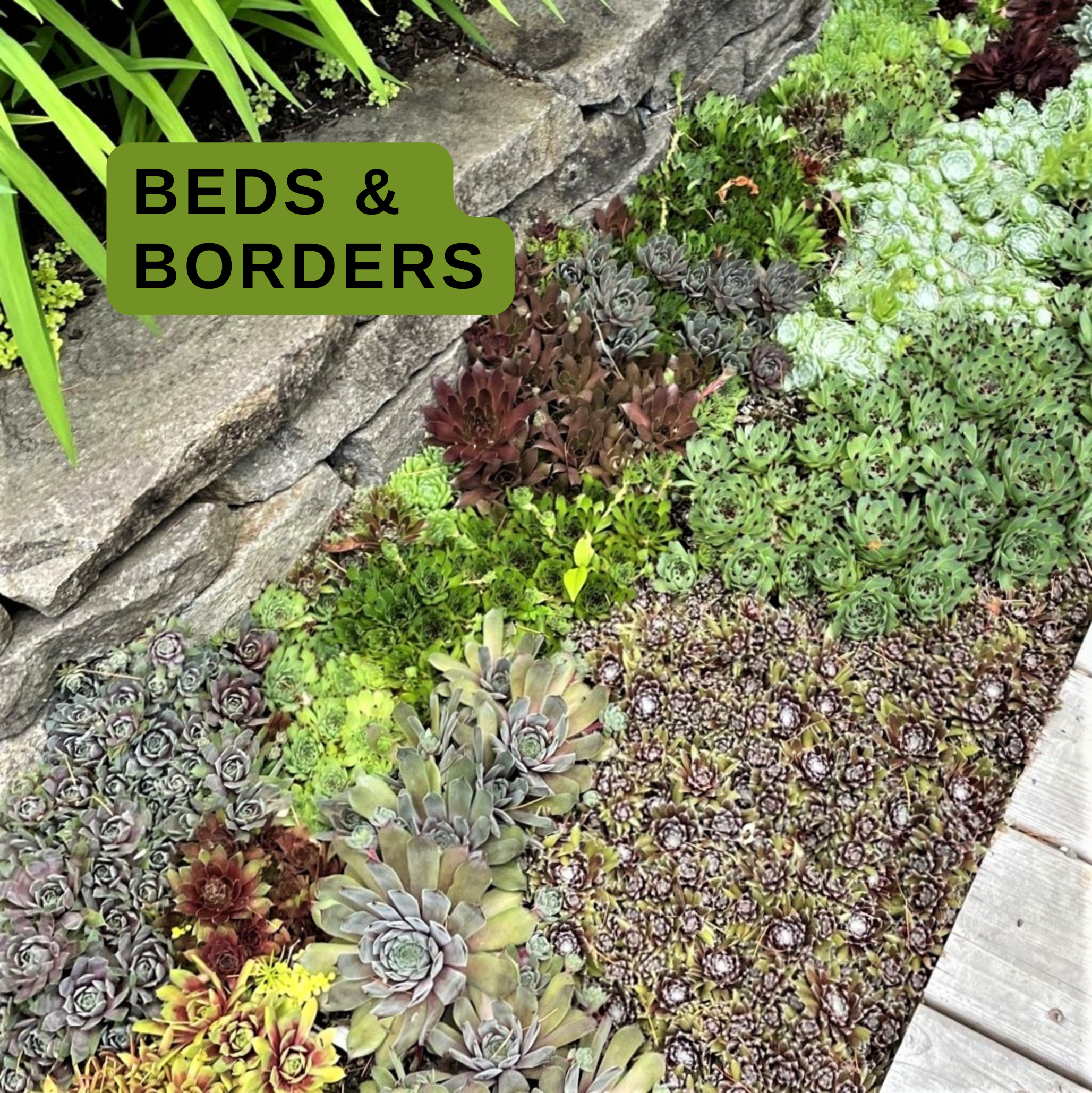 Growing Hens & Chicks Succulents: Sempervivum Tips
