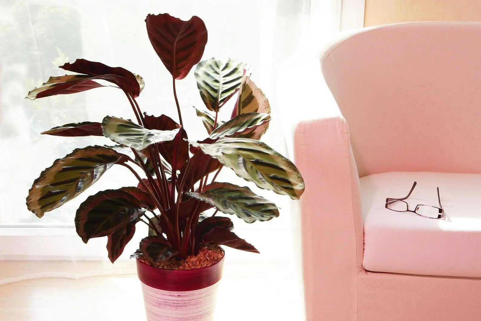 Growing Gorgeous Alocasia & Calathea: Grow Like Mike