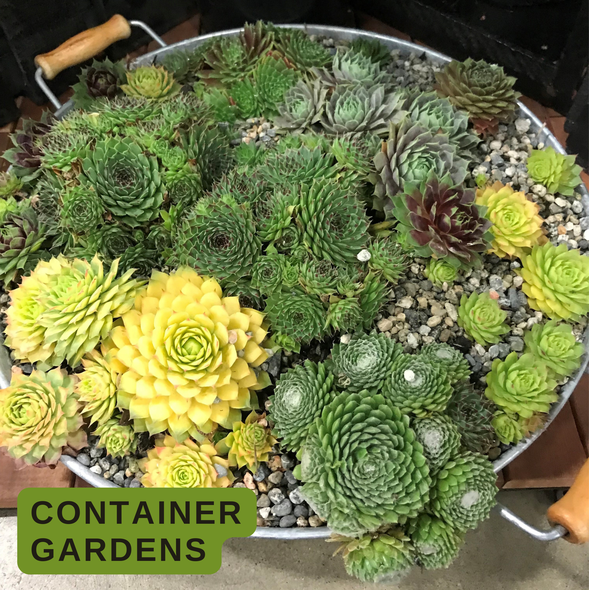 succulents in glass Succulent In Glass, Vase Succulent In Vase, Succulents In Glass Vase –  Queen City Arrangements