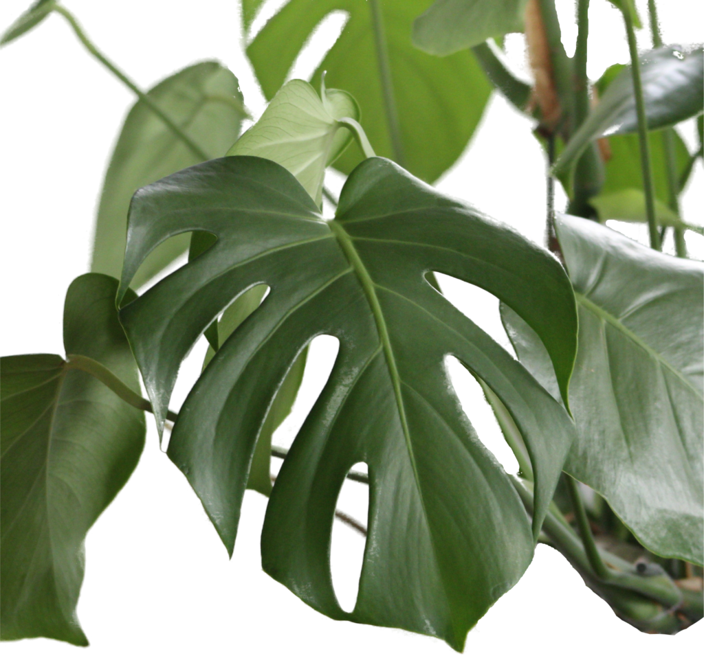philodendron burle marx variegated Philodendron Burle Marx Care main image 1