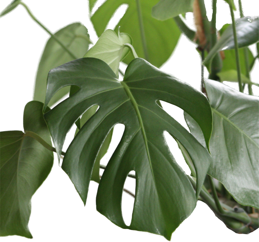 philodendron lacerum pflege Philodendron lacerum