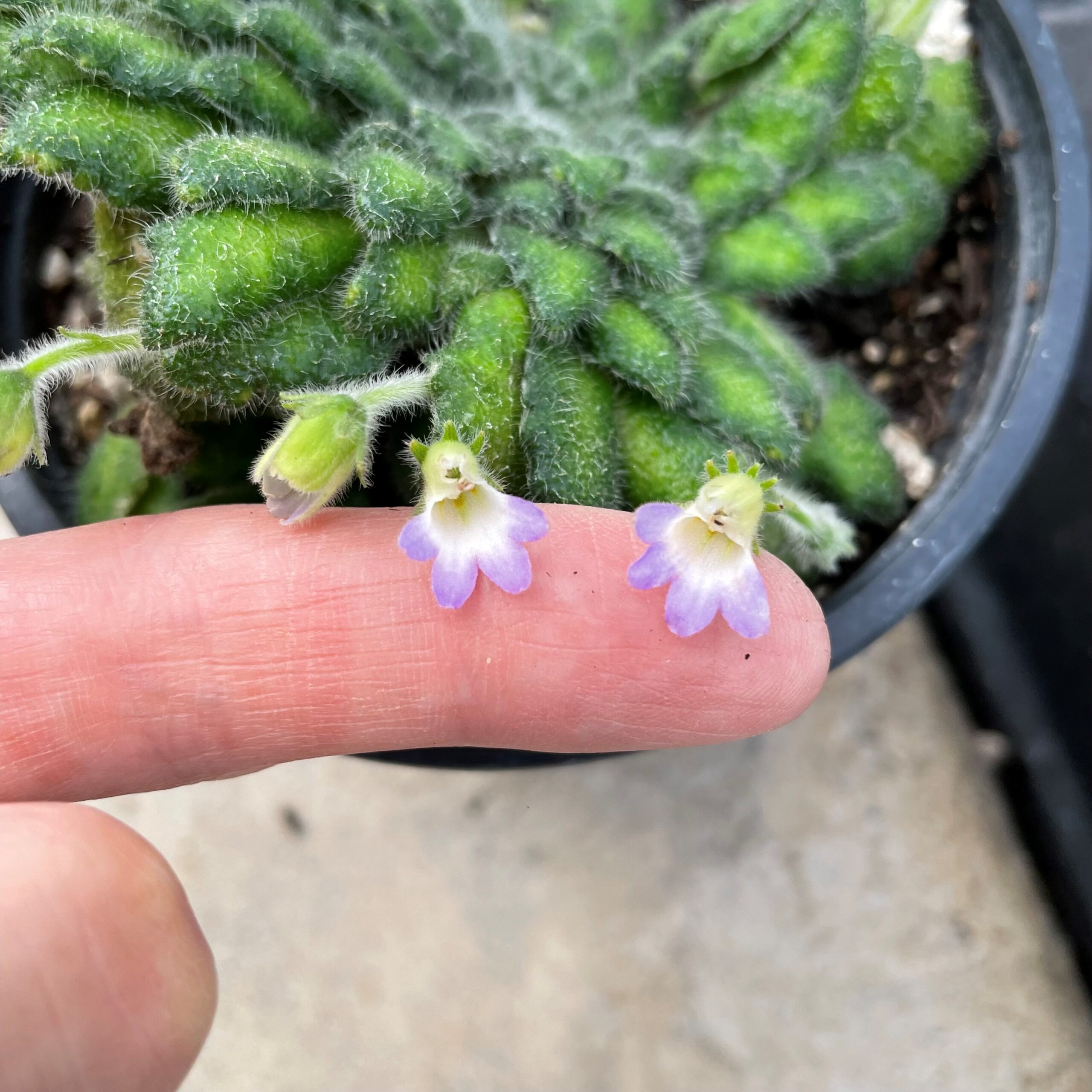 Petrocosmea cryptica - Rare Chinese Gesneriad, African Petrocosmea cryptica - Rare Chinese Gesneriad, African