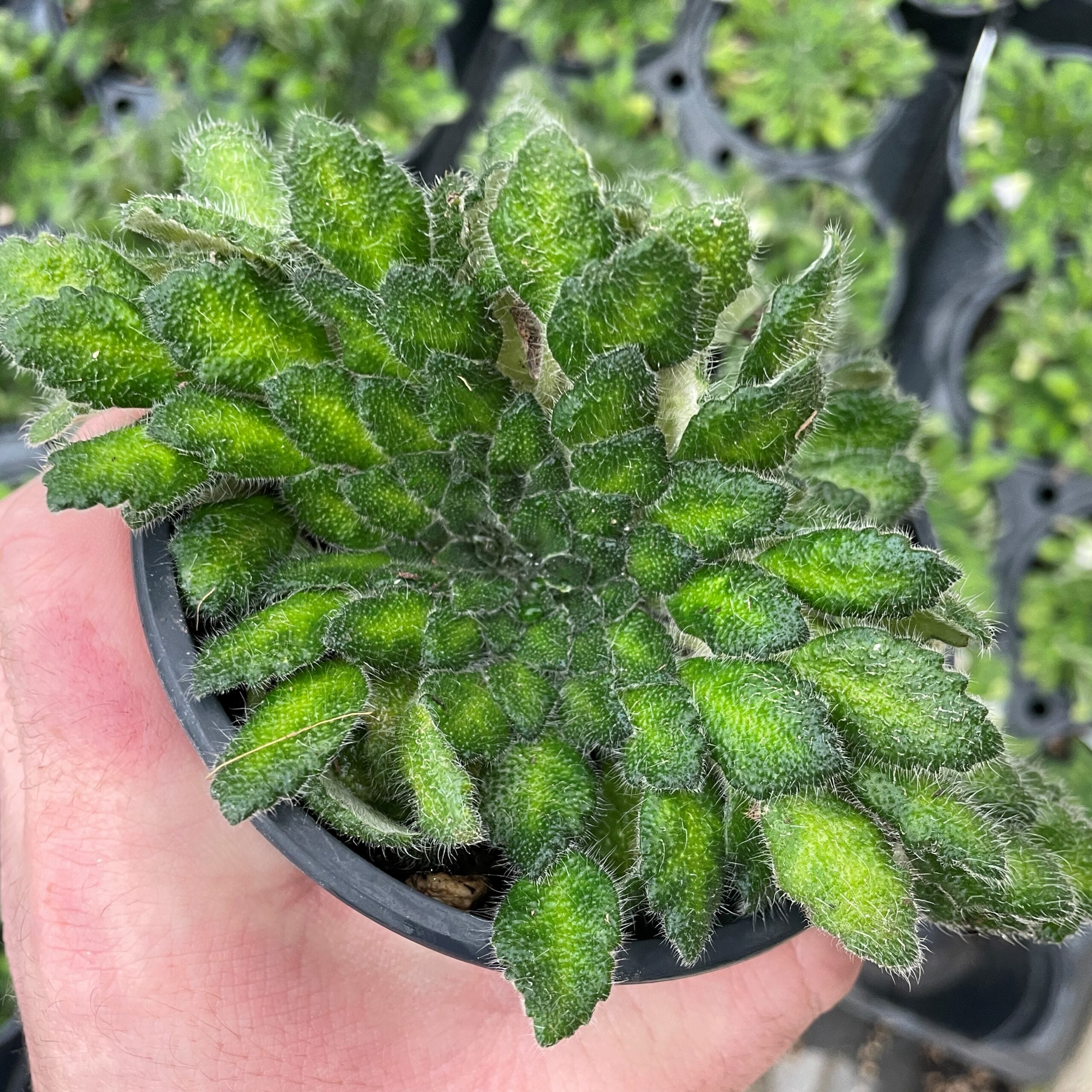 Petrocosmea cryptica - Rare Chinese Gesneriad, African Petrocosmea cryptica - Rare Chinese Gesneriad, African