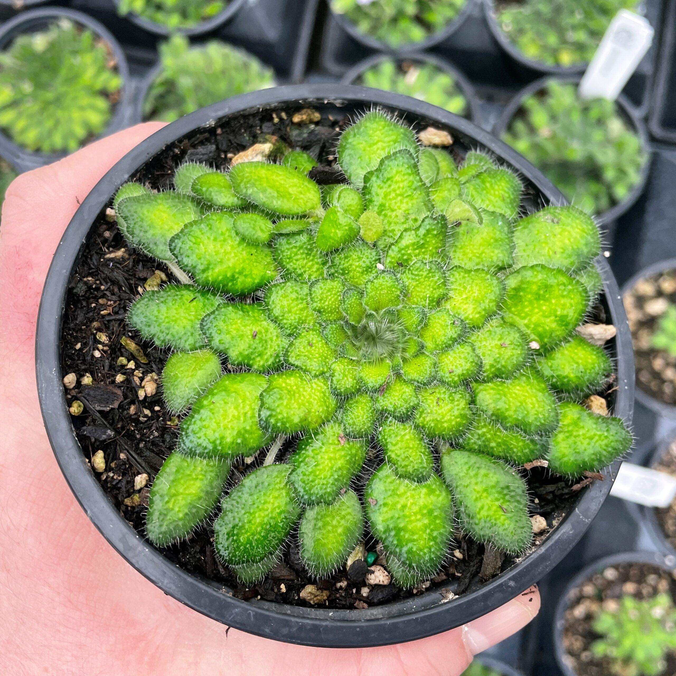 Petrocosmea cryptica - Rare Chinese Gesneriad, African Petrocosmea cryptica - Rare Chinese Gesneriad, African