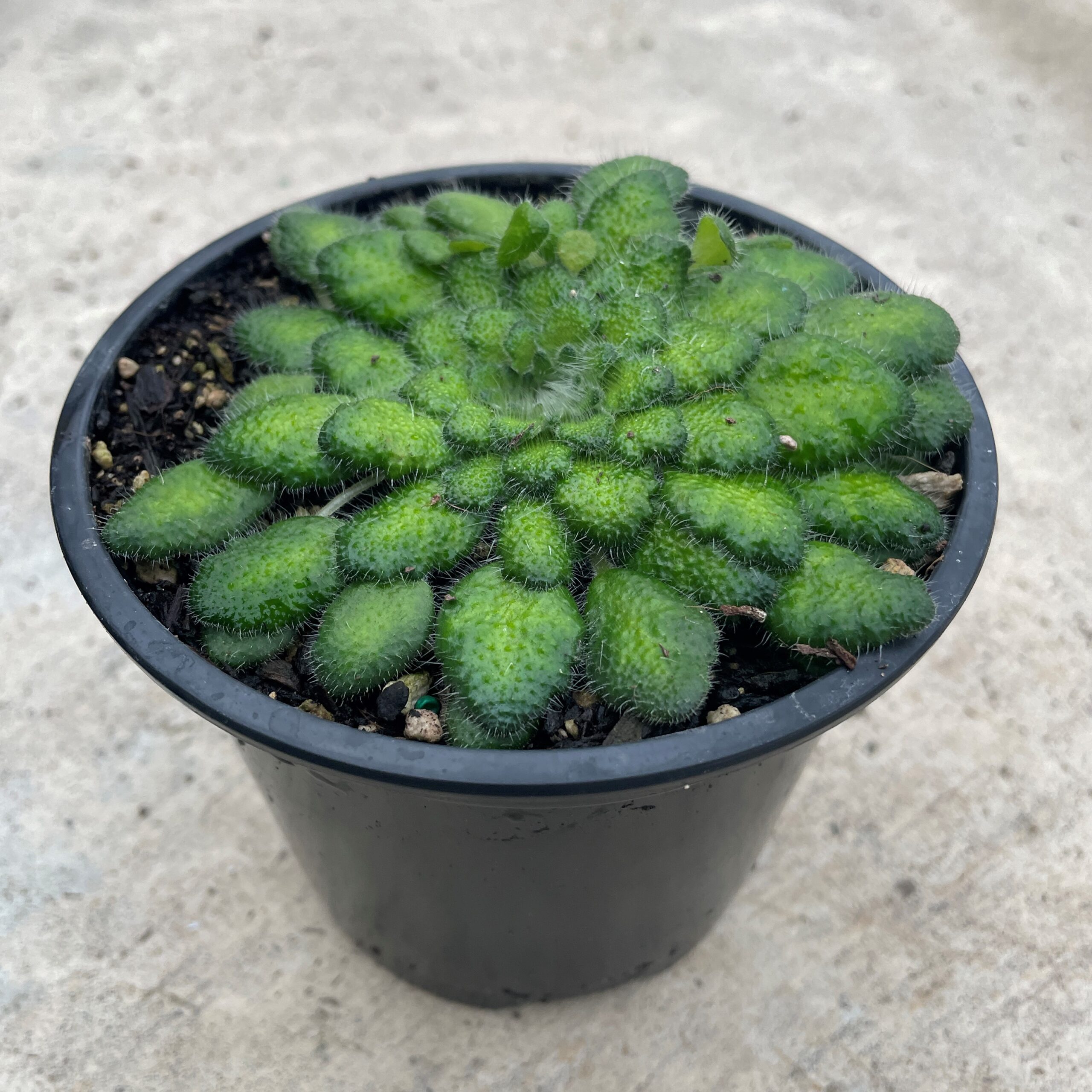 Petrocosmea cryptica - Rare Chinese Gesneriad, African Petrocosmea cryptica - Rare Chinese Gesneriad, African