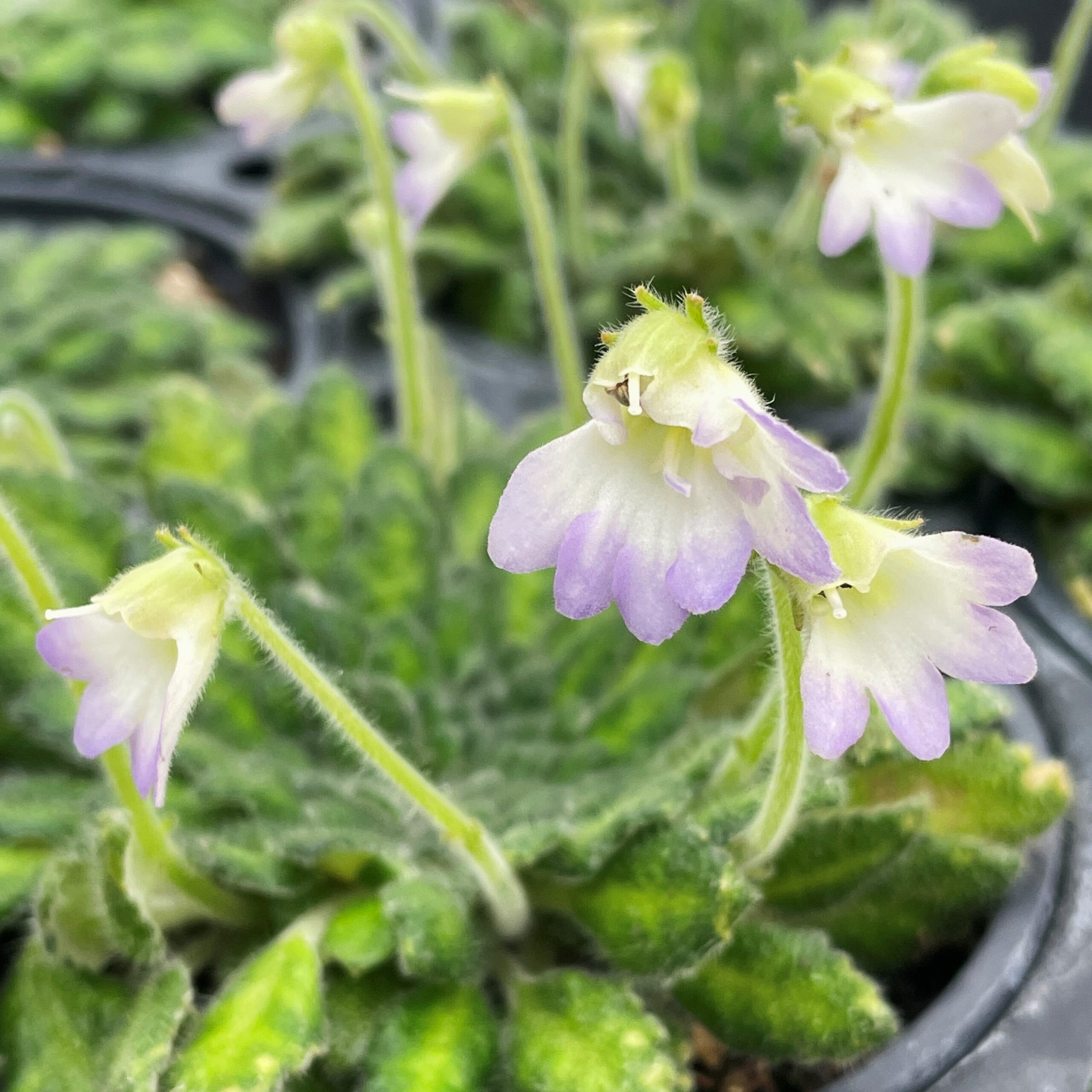 Petrocosmea cryptica - Rare Chinese Gesneriad, African Petrocosmea cryptica - Rare Chinese Gesneriad, African