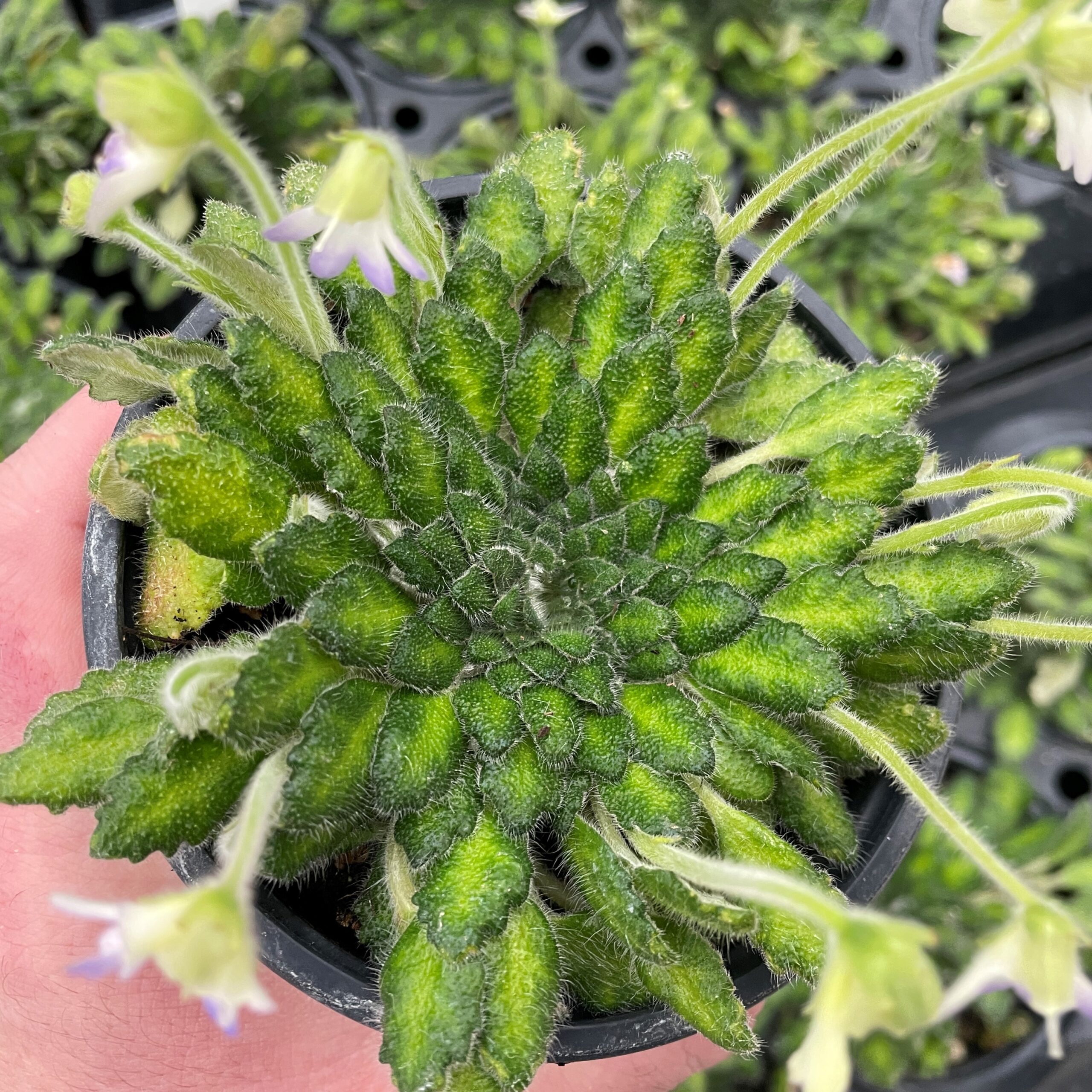 Petrocosmea cryptica - Rare Chinese Gesneriad, African Petrocosmea cryptica - Rare Chinese Gesneriad, African
