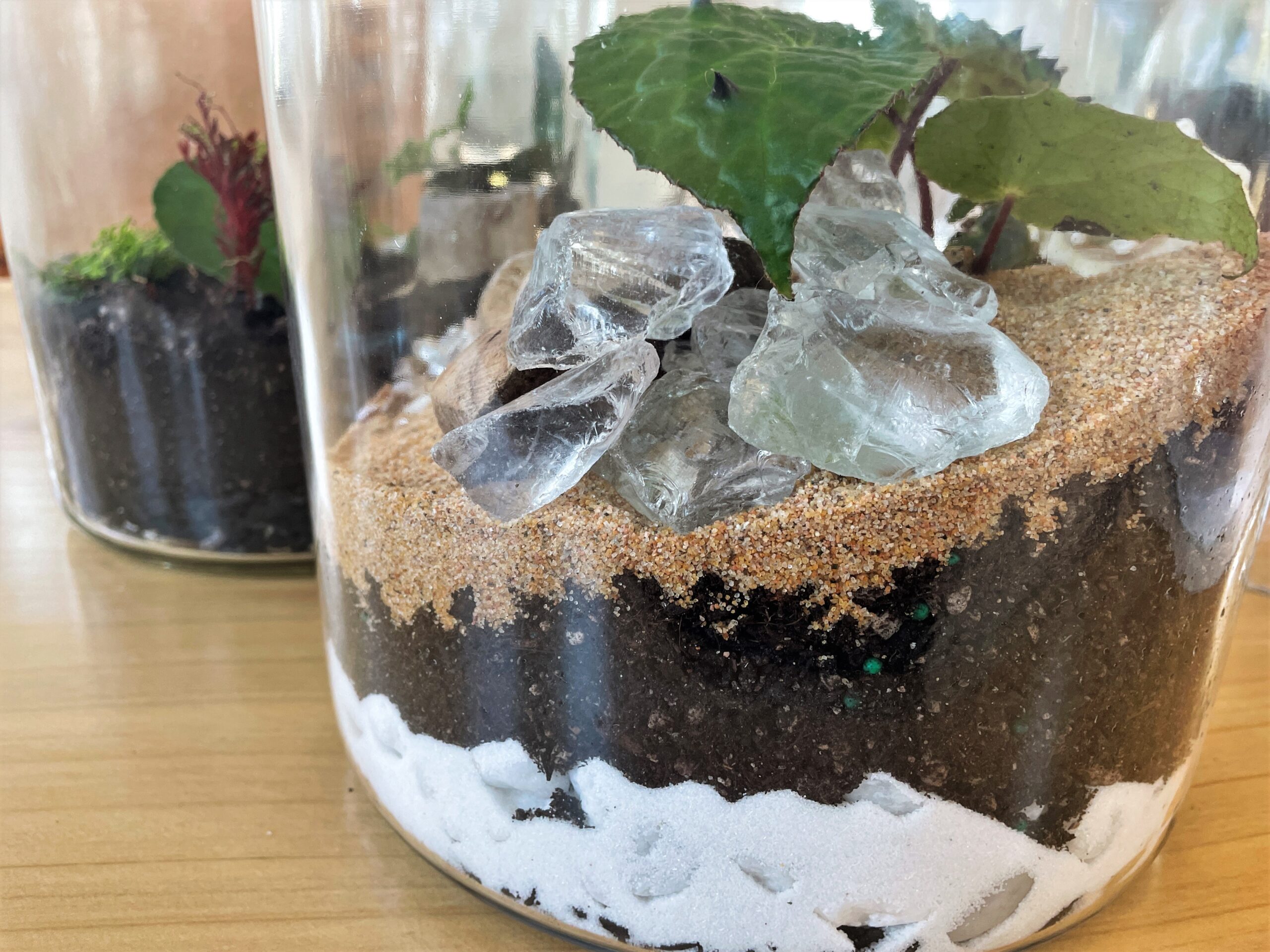 Building a Self-Sustaining Terrarium — House + Plant