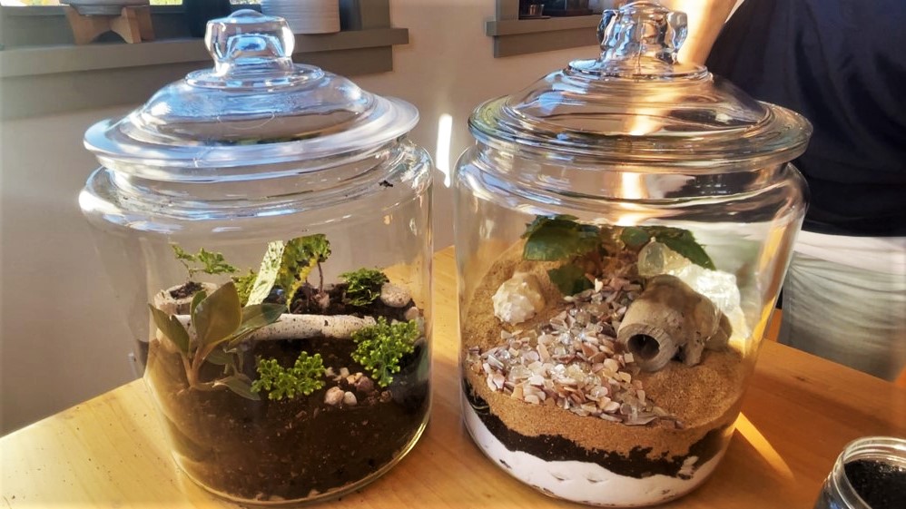 The Terrarium Zone – DIY – How to Make a Self-Contained Ecosystem