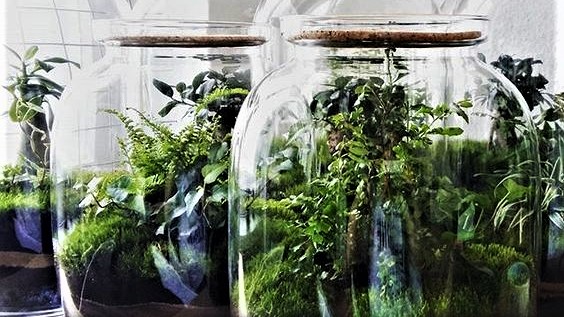 Building a Self-Sustaining Terrarium — House + Plant